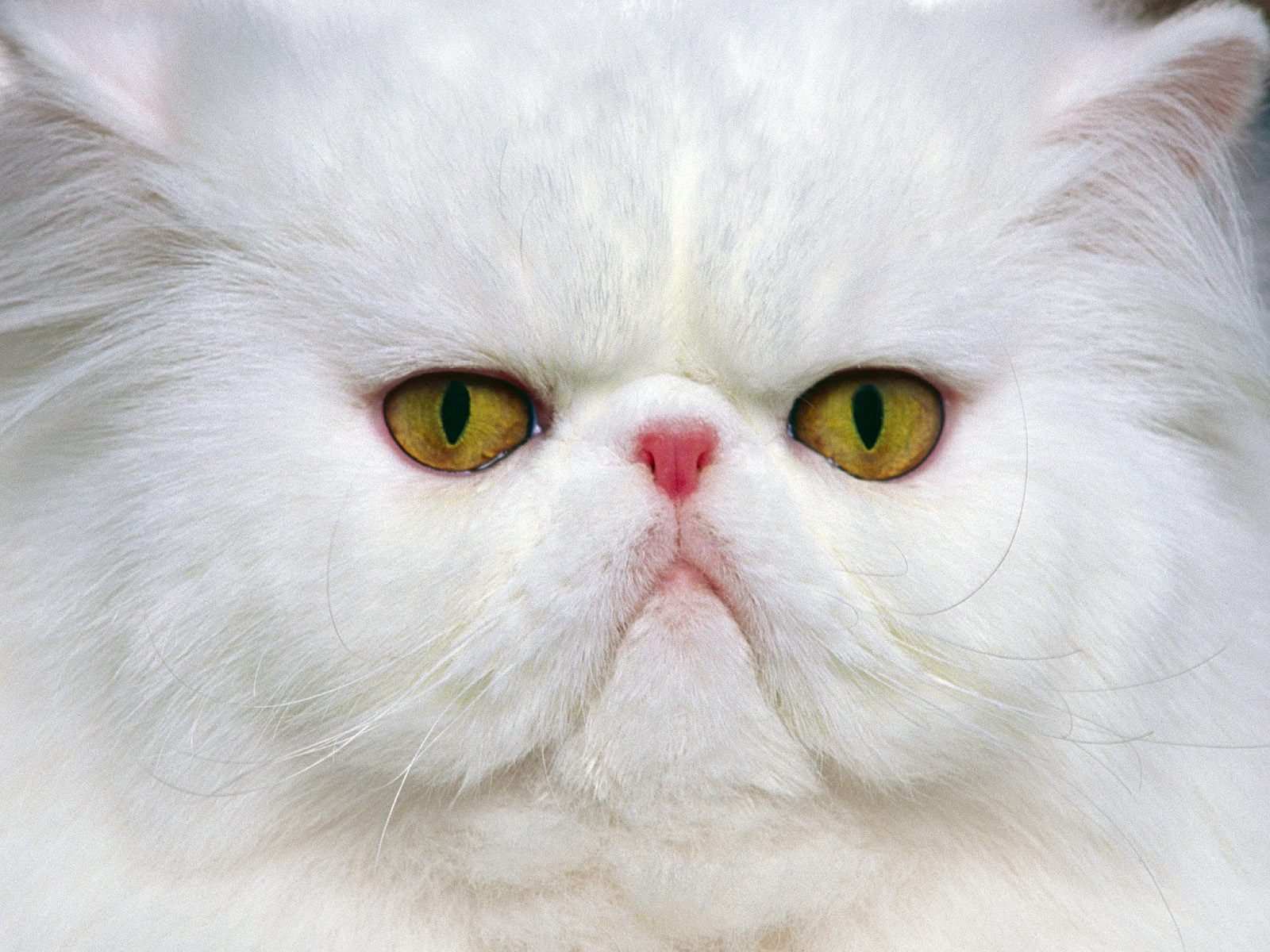 White Persian cat face photo and wallpaper. Beautiful White Persian ...