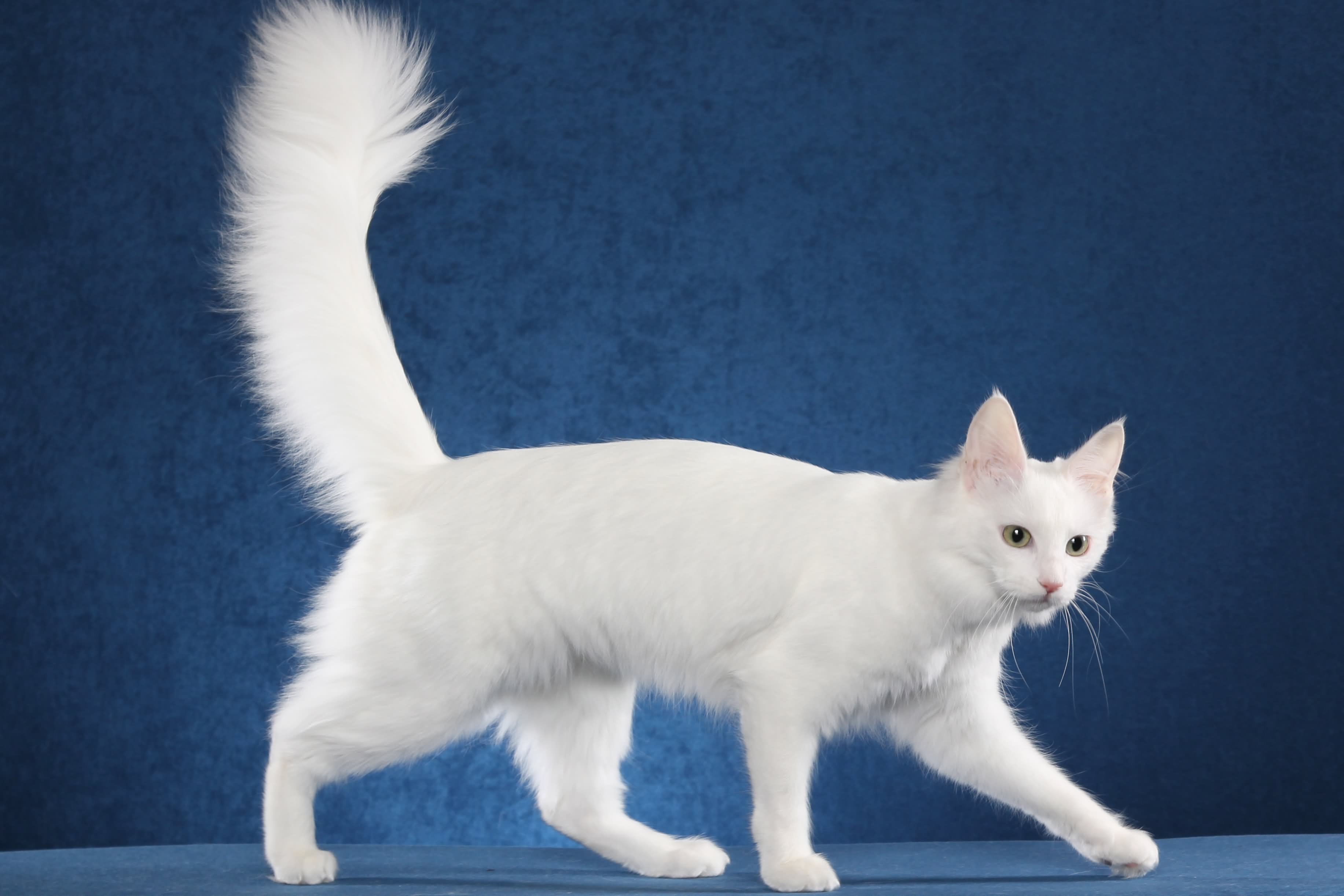 White-Turkish-Angora-Cat-With-Long-Tail.jpg (3666×2444) | Leauge ...