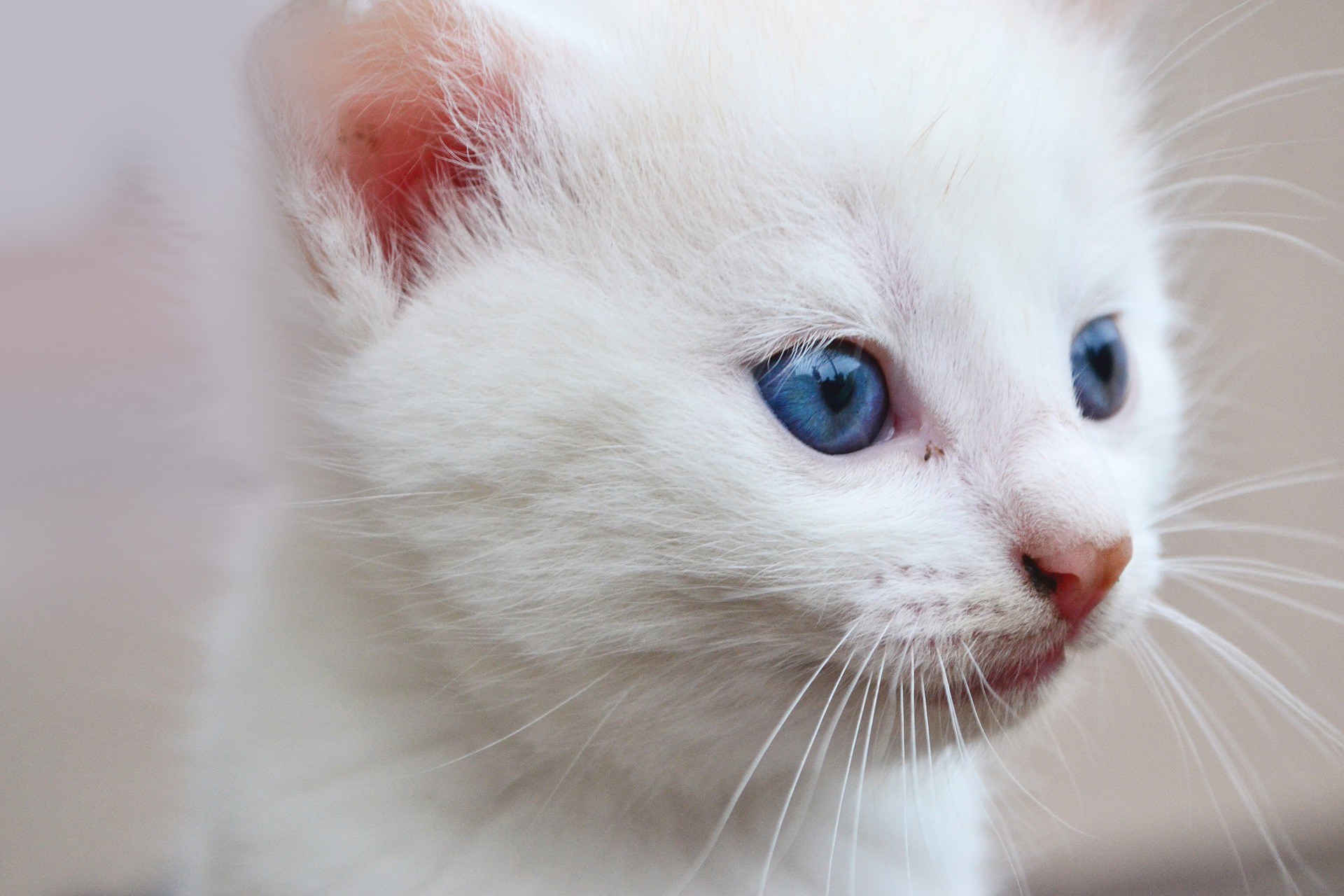 Did You Know That White Cats with Blue Eyes Are Deaf – Juan Pascual