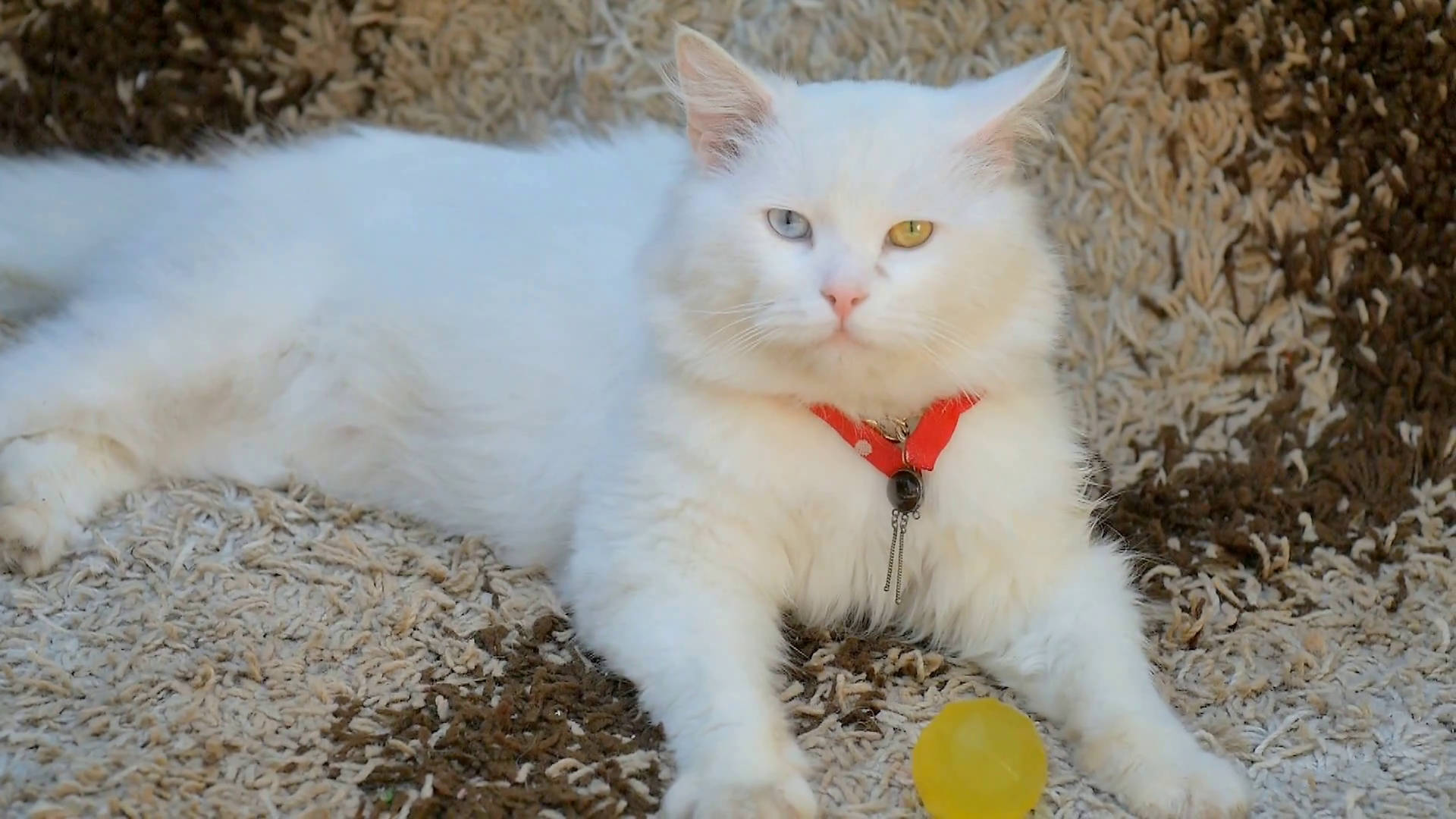 white cat with eyes heterochromia Stock Video Footage - Videoblocks