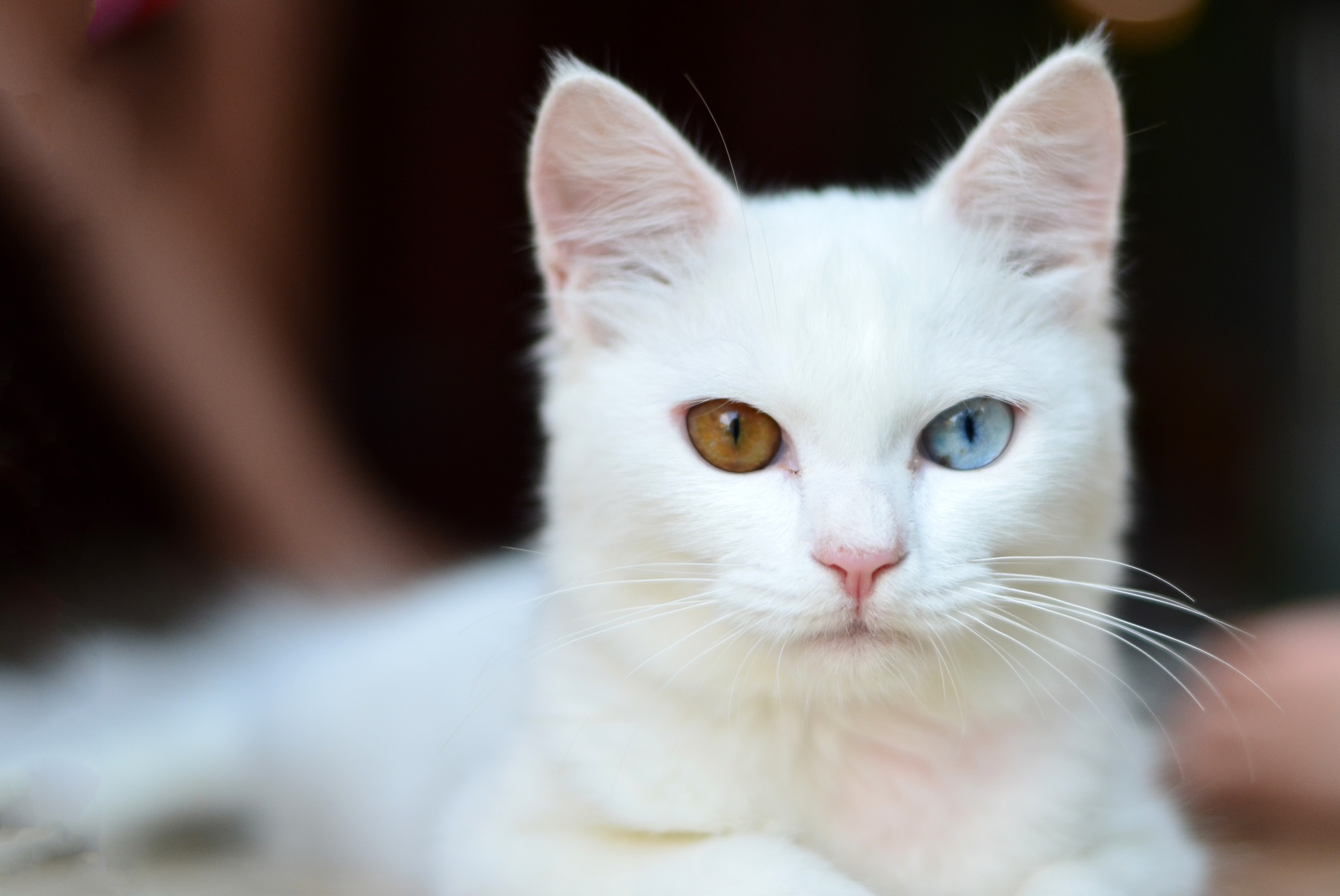 Free Photo of White Cat, different colored Eyes