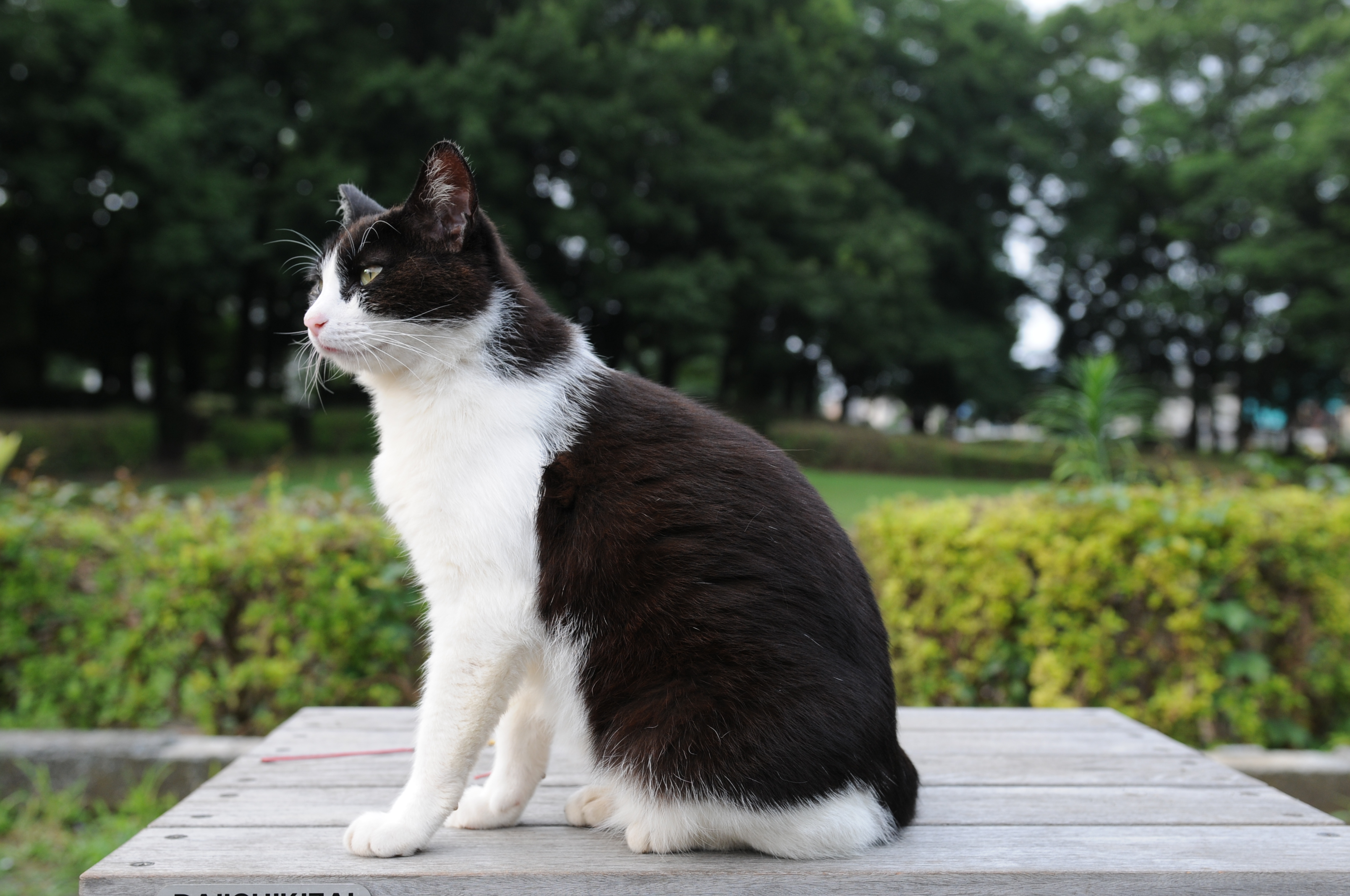 File:Black and white cat in a park-Hisashi-01.jpg - Wikimedia Commons
