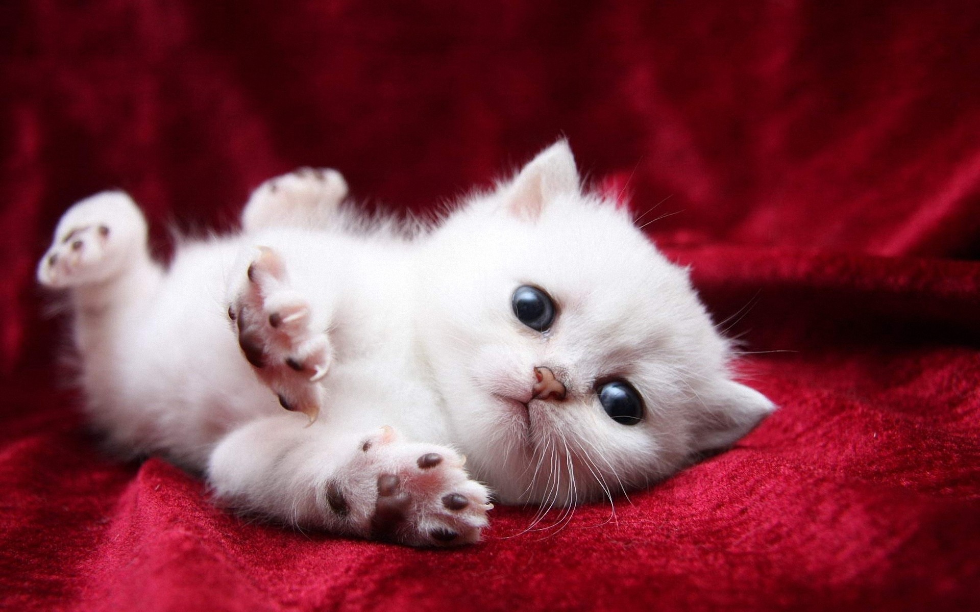 White cats are beautiful (30 photos) | Kitty Bloger