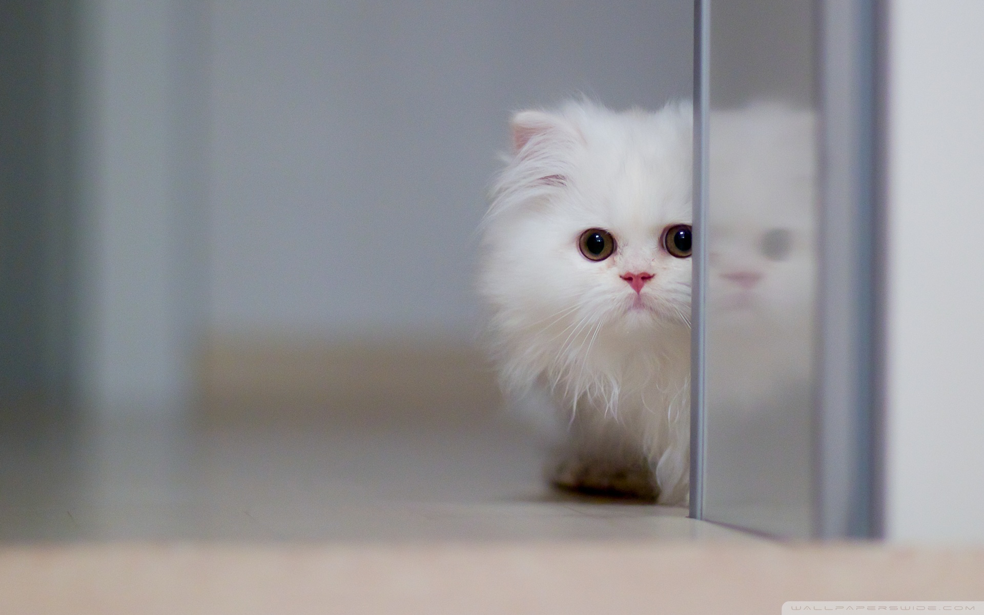 Cute White Cat ❤ 4K HD Desktop Wallpaper for 4K Ultra HD TV • Wide ...