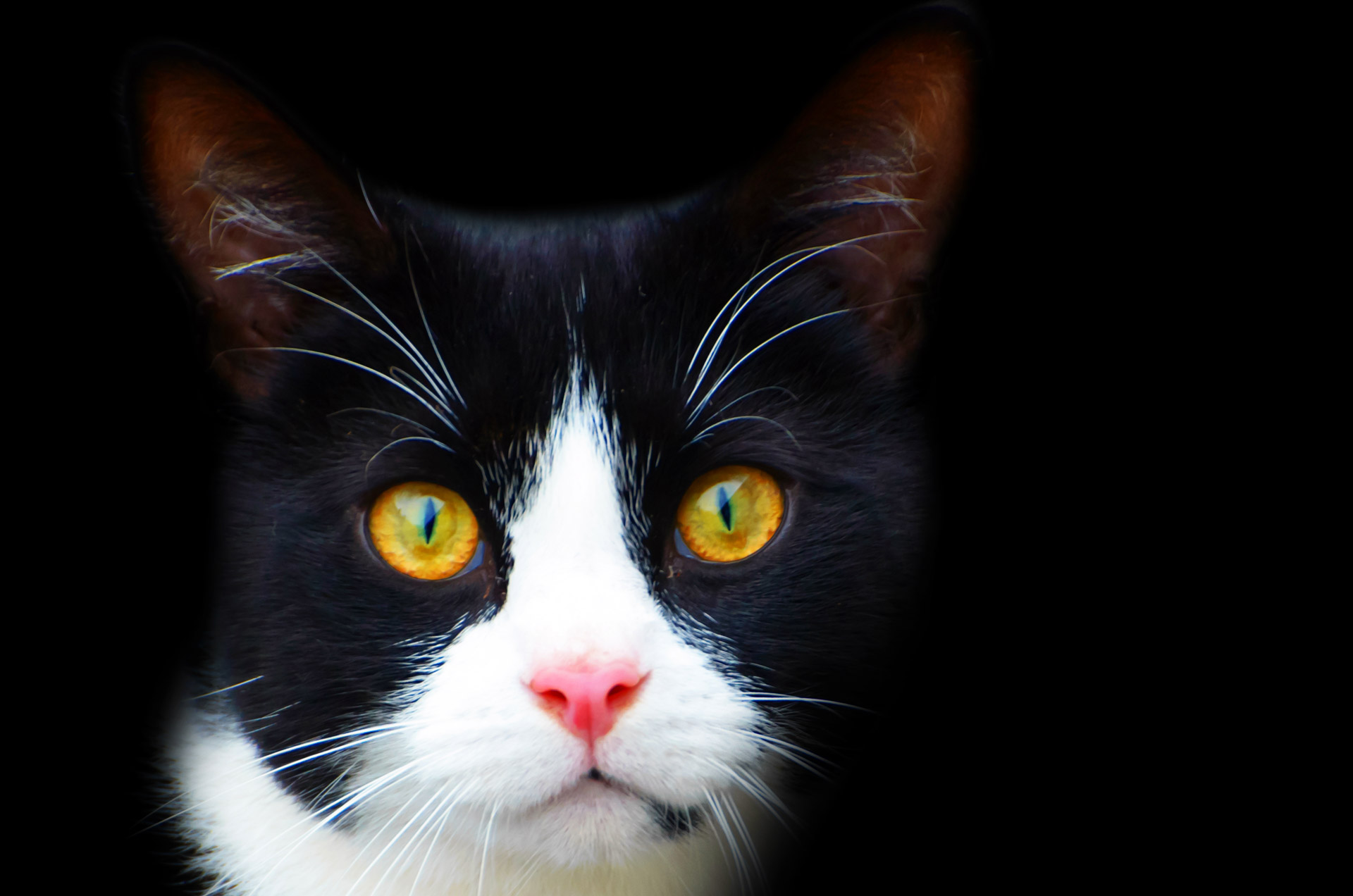 Black And White Cat Free Stock Photo - Public Domain Pictures