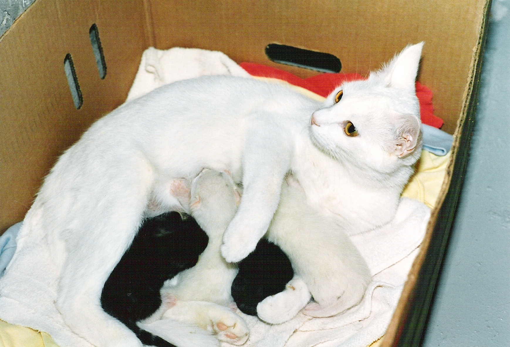 Первые роды у кошки сколько длятся. Белая кошка с котятами.