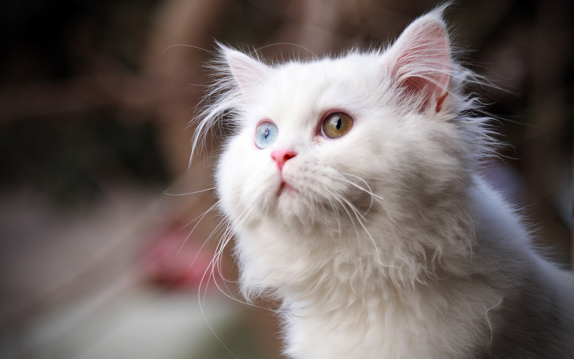 White Cats with Amazing Beautiful Eyes - funnycatsgif.com
