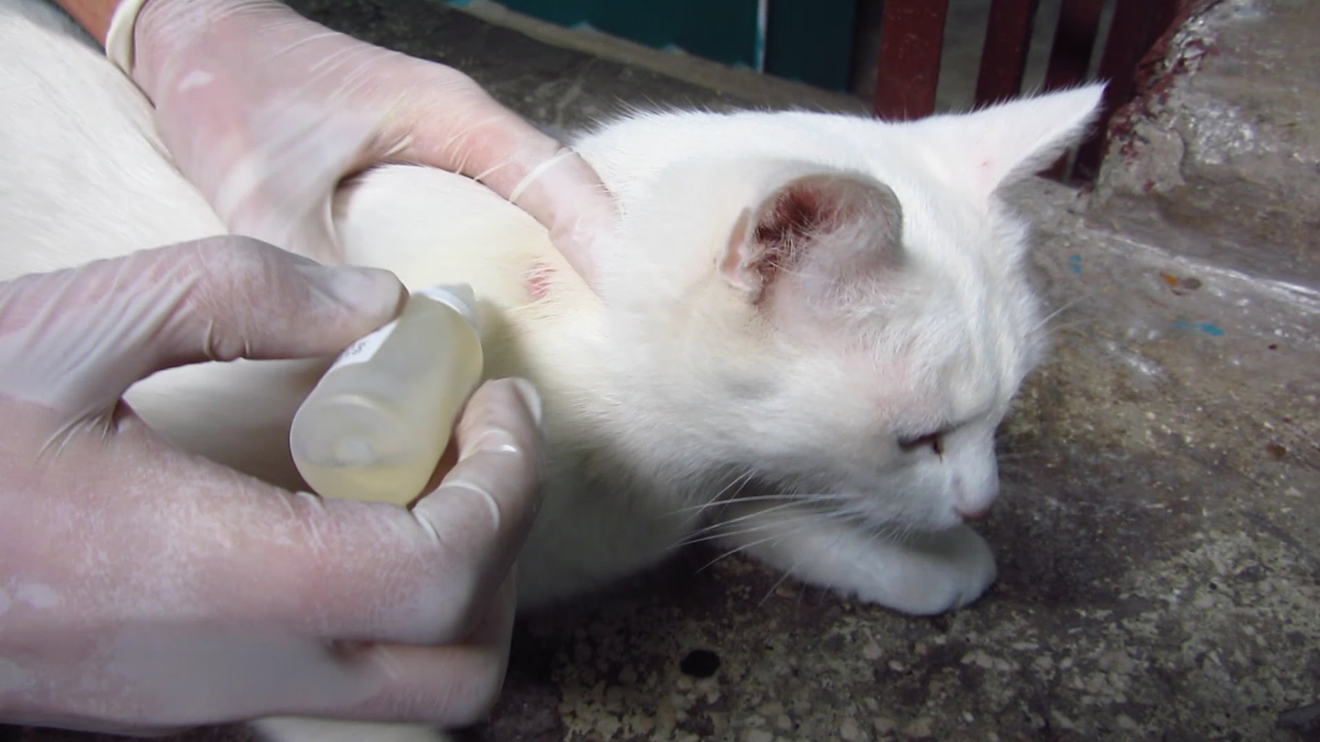 White cat with ringworm and fleas - YouTube