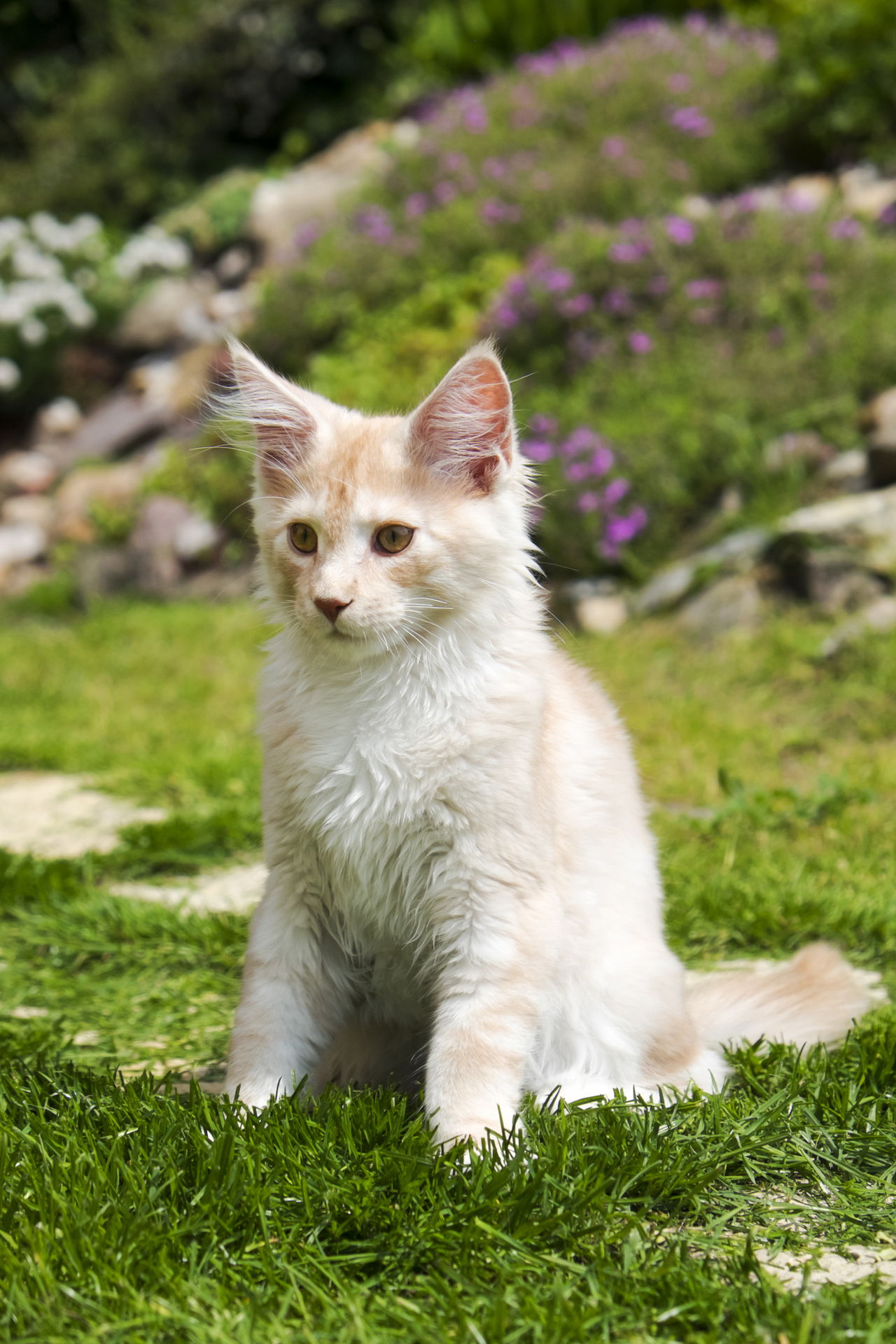 These Facts About White Cat Breeds are Quite Fur-tastic