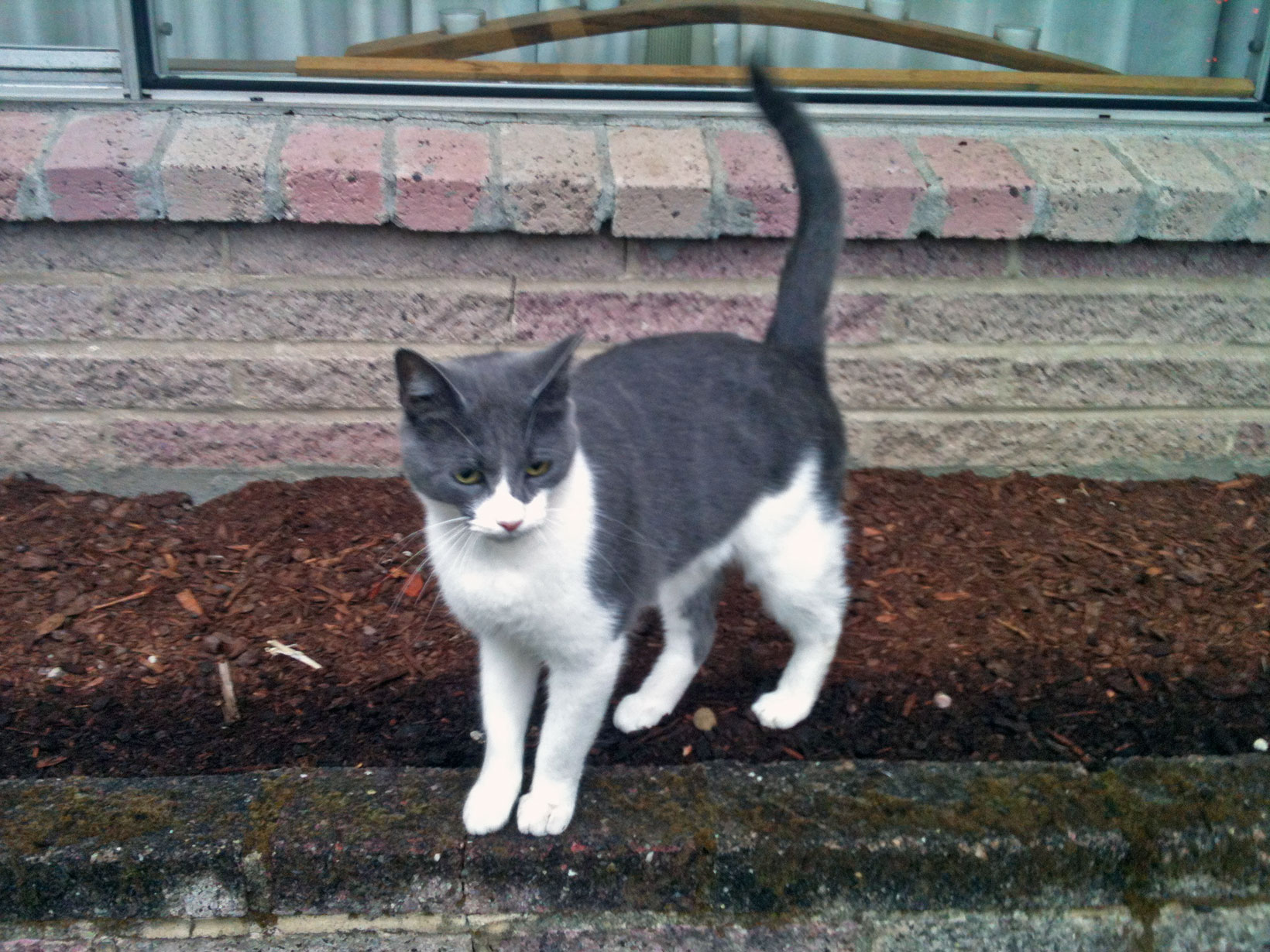 UPDATE: Friendly Gray and White Cat Reunited with Owners | The B ...