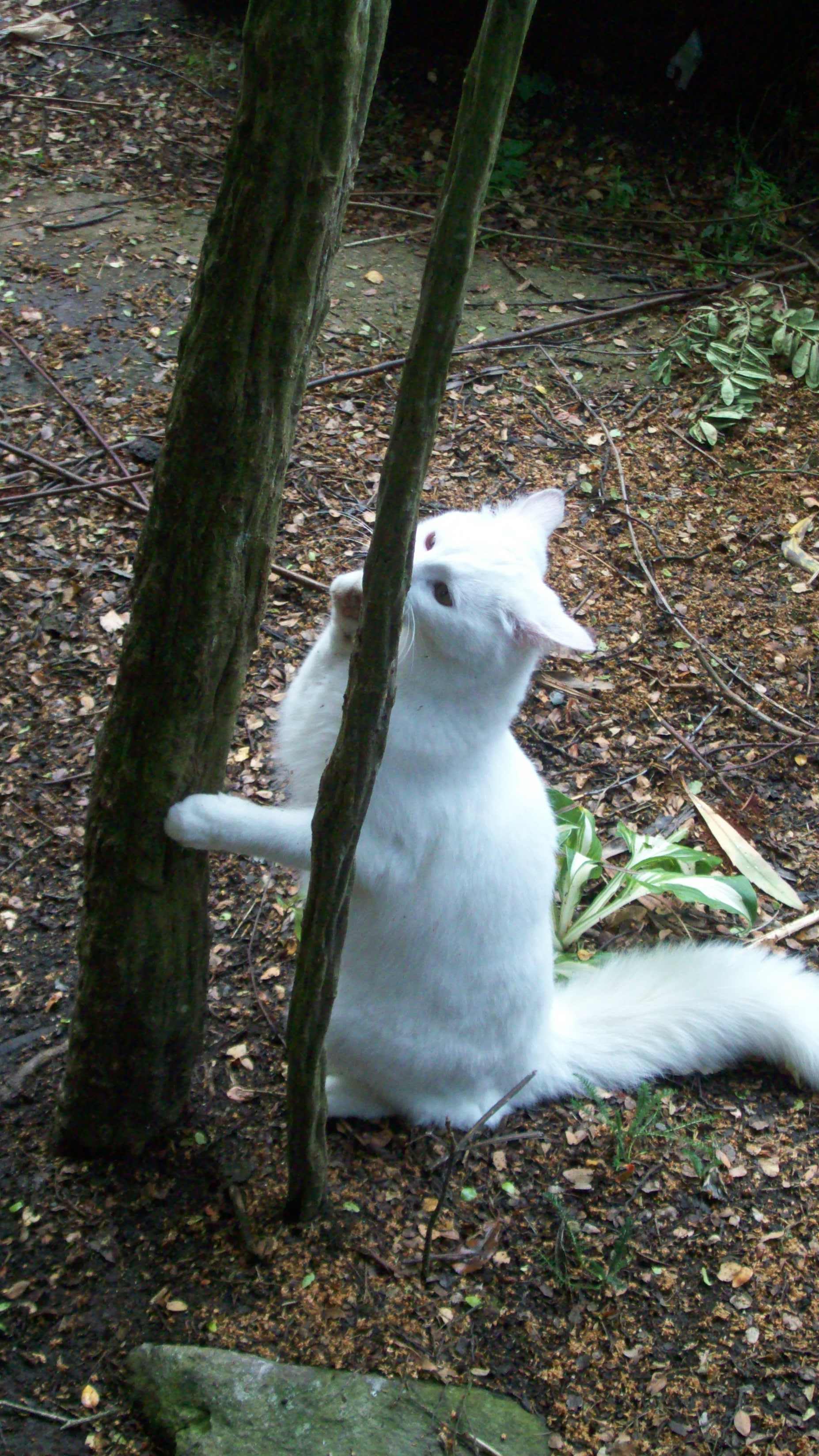 White cat at play photo