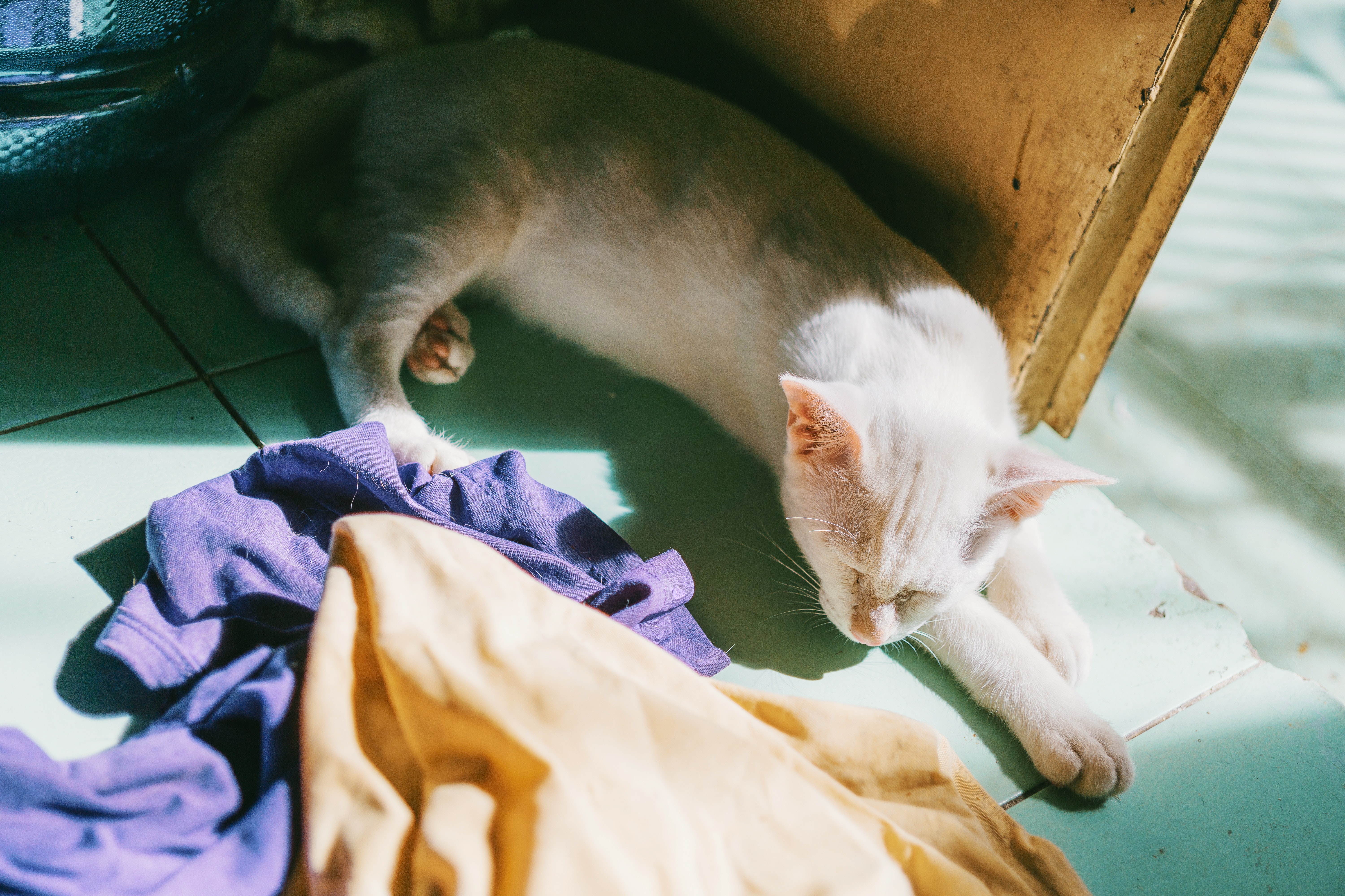 White cat near door and assorted textiles photo
