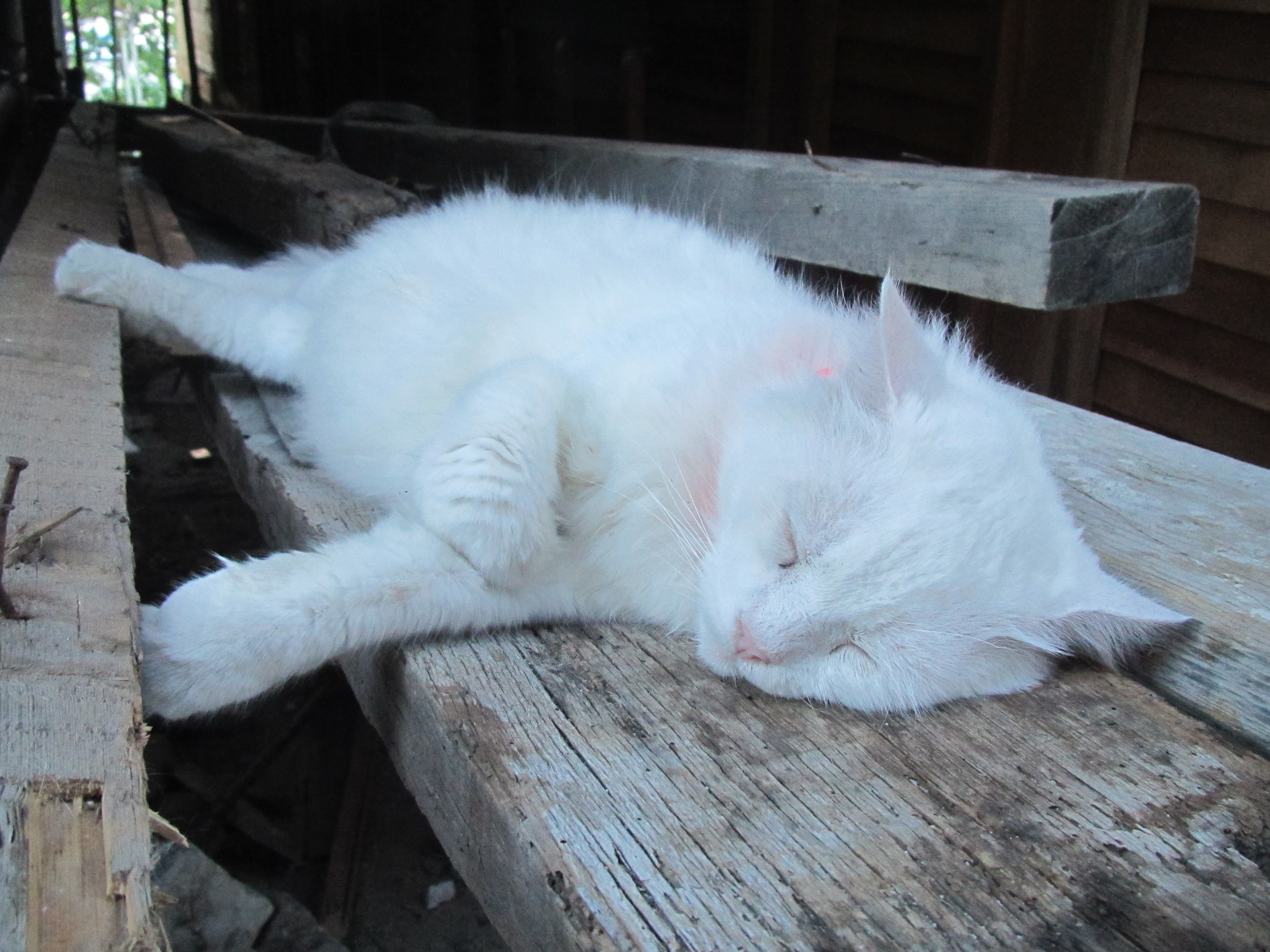 White cat sleeping photo