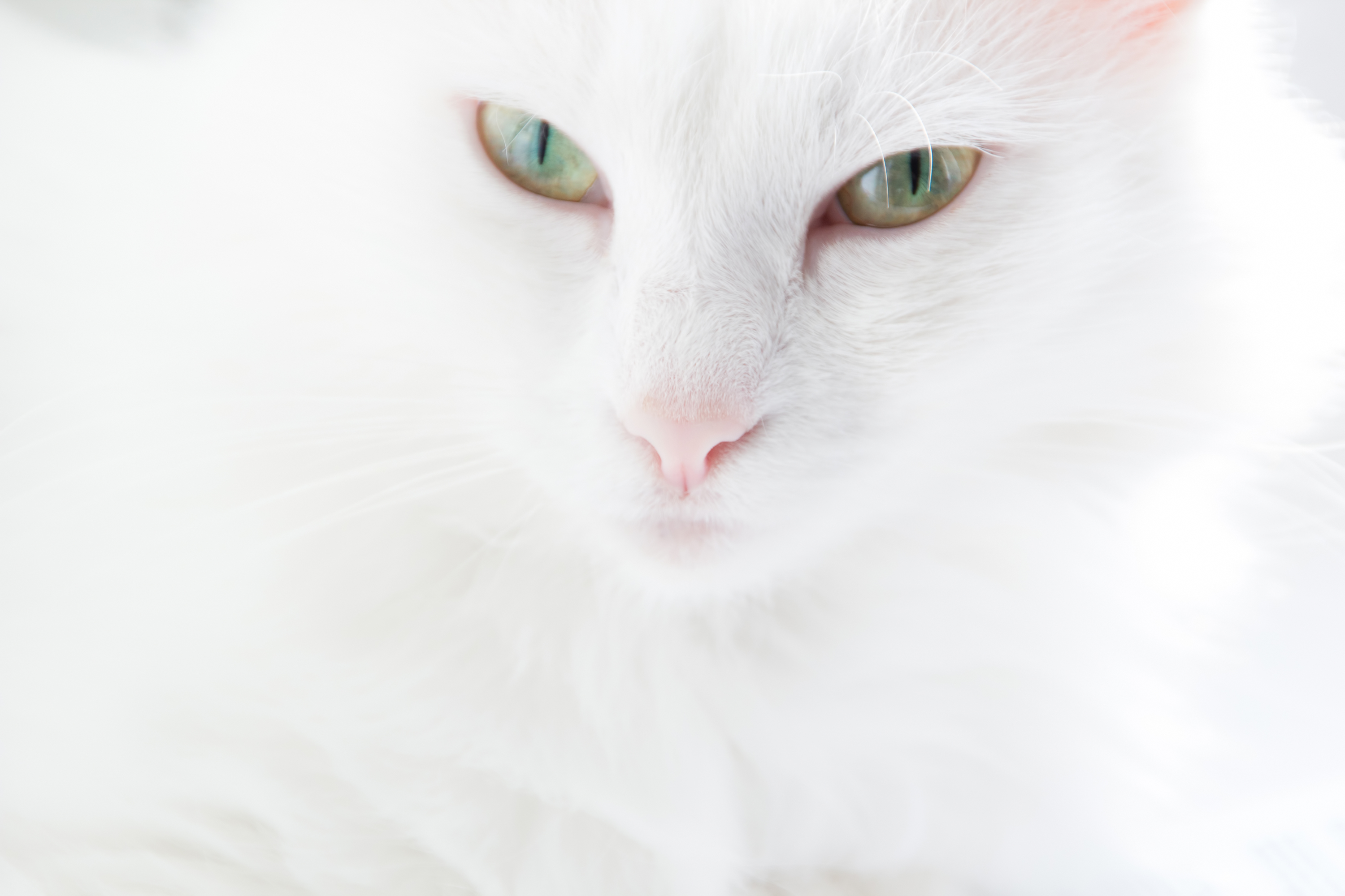 Музыка белая кошка. Белая пушистая кошка. Белая кошка крупным планом. Анатолийская кошка белая. Белые глаза у животных.