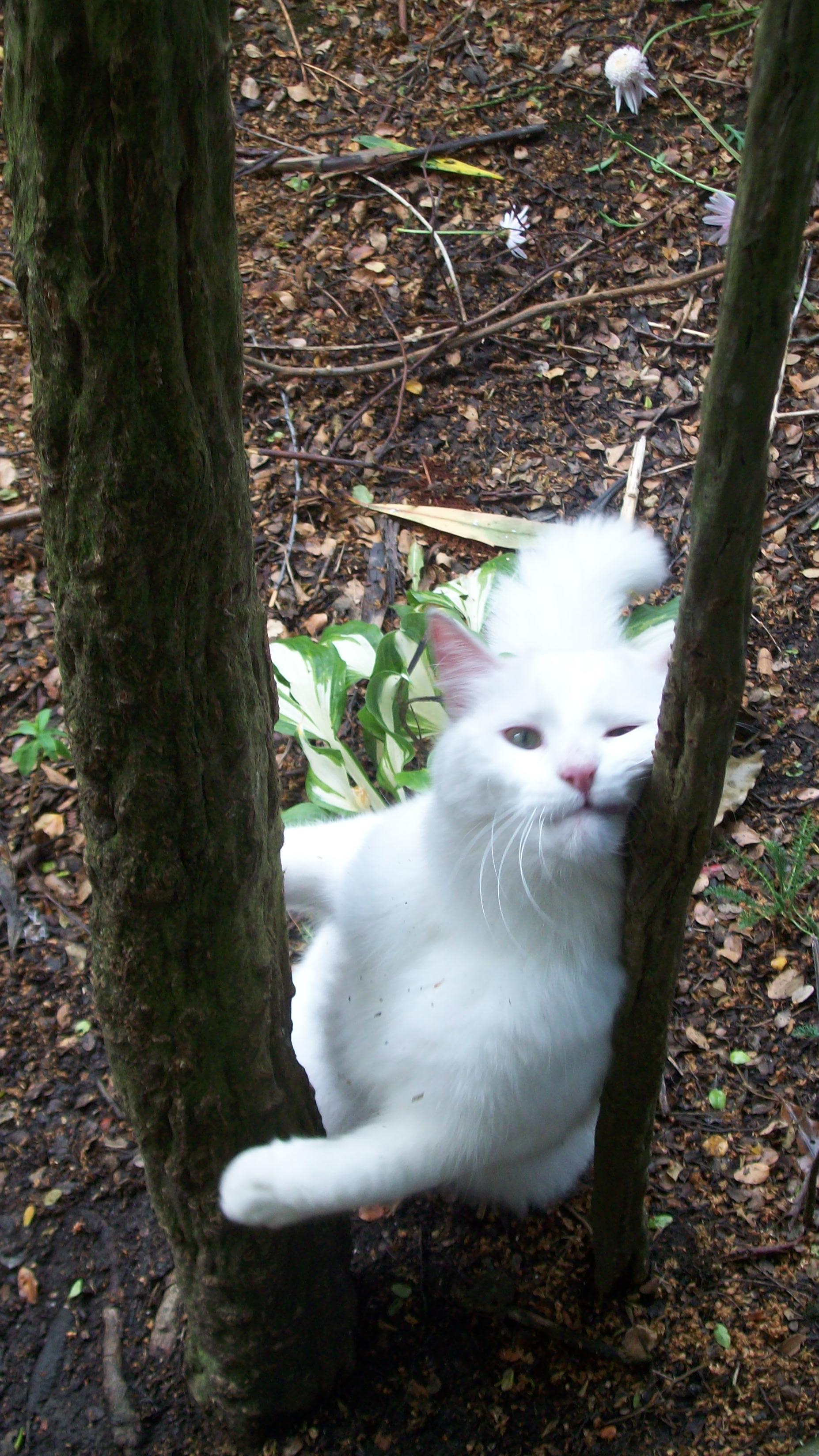 White Cats at Play, Cat, Lancewood, Wait, Spring, HQ Photo