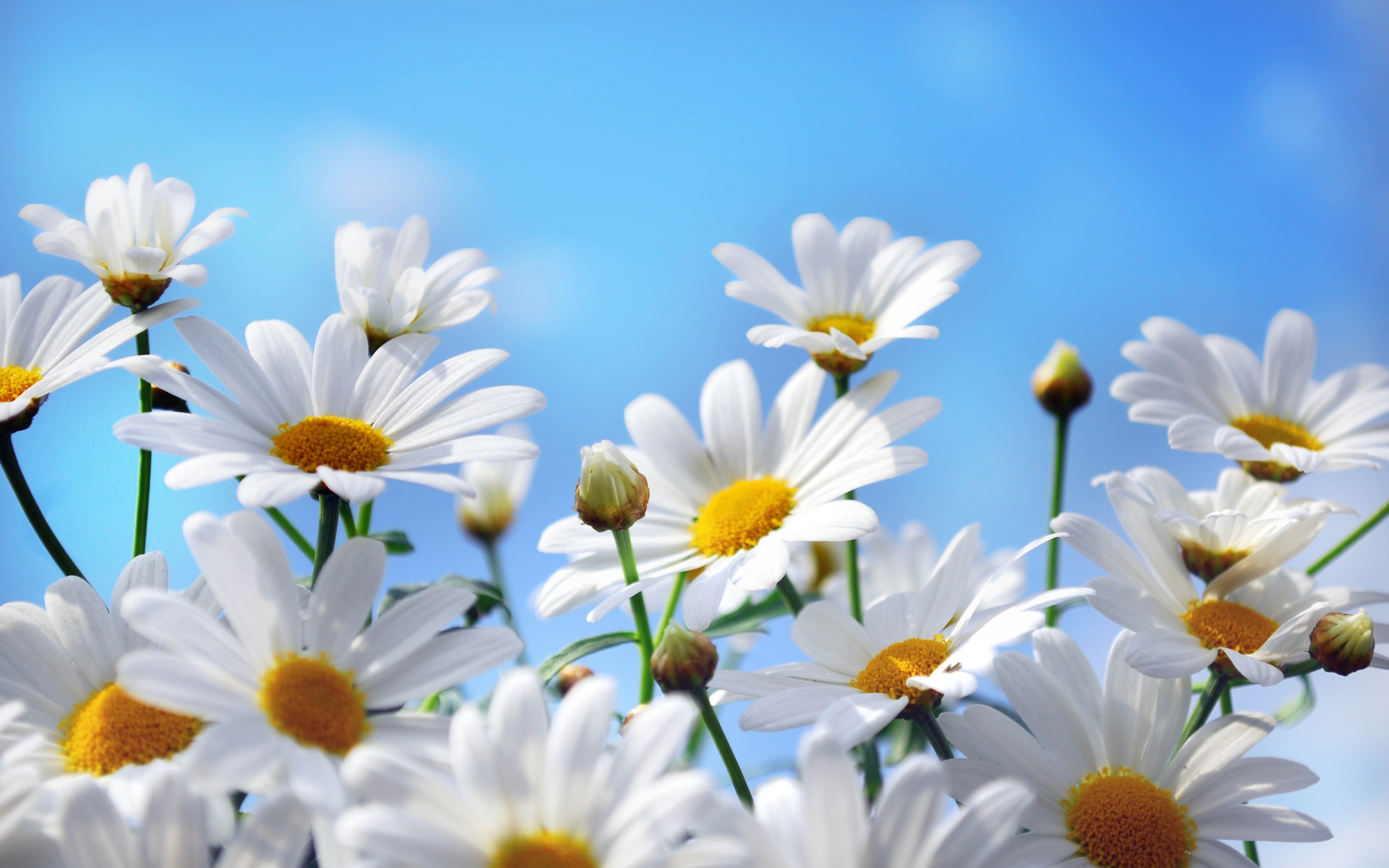 White Flowers Of Chamomile Blue Sky Hd Wallpaper : Wallpapers13.com