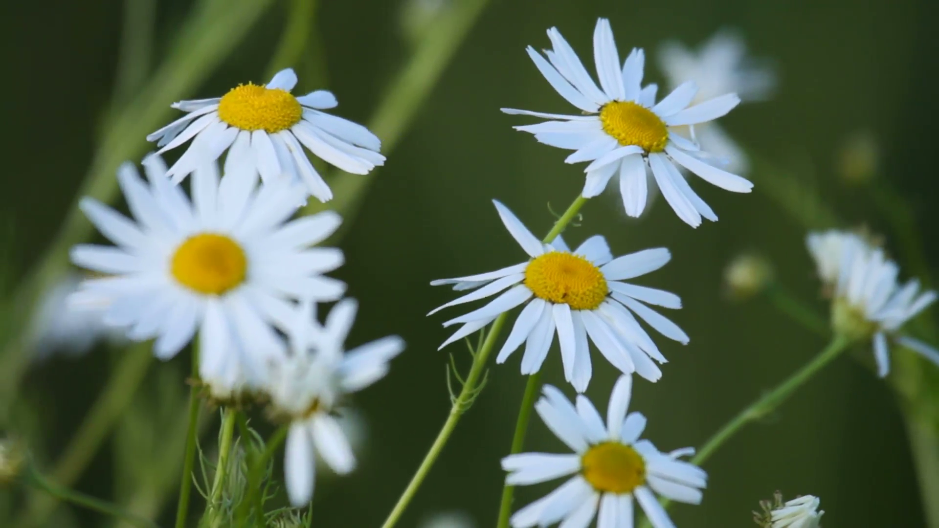 Beautiful white chamomile flowers in the evening, close-up Stock ...