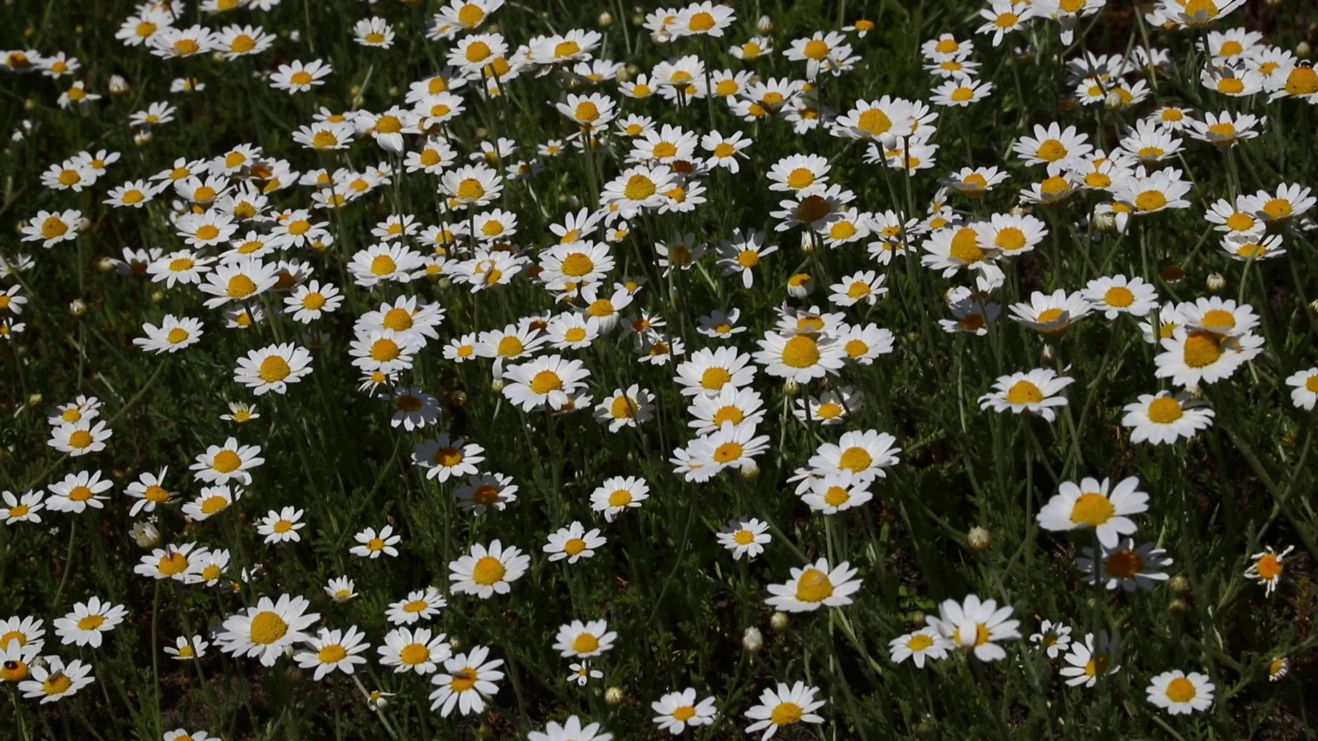 Close up wild white chamomile daisy (Matricaria) flowers shaking in ...
