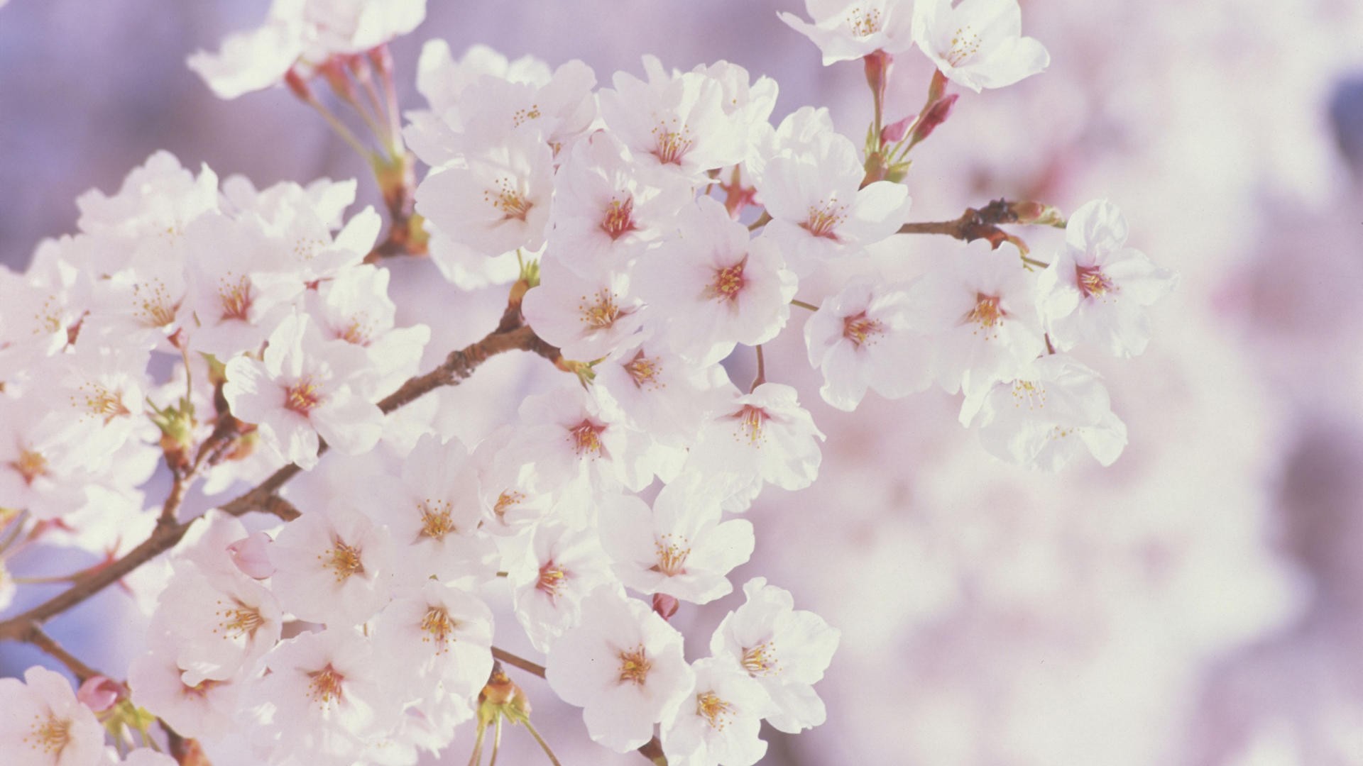 White Blooming Blossoms Cherry Pictures Free Download