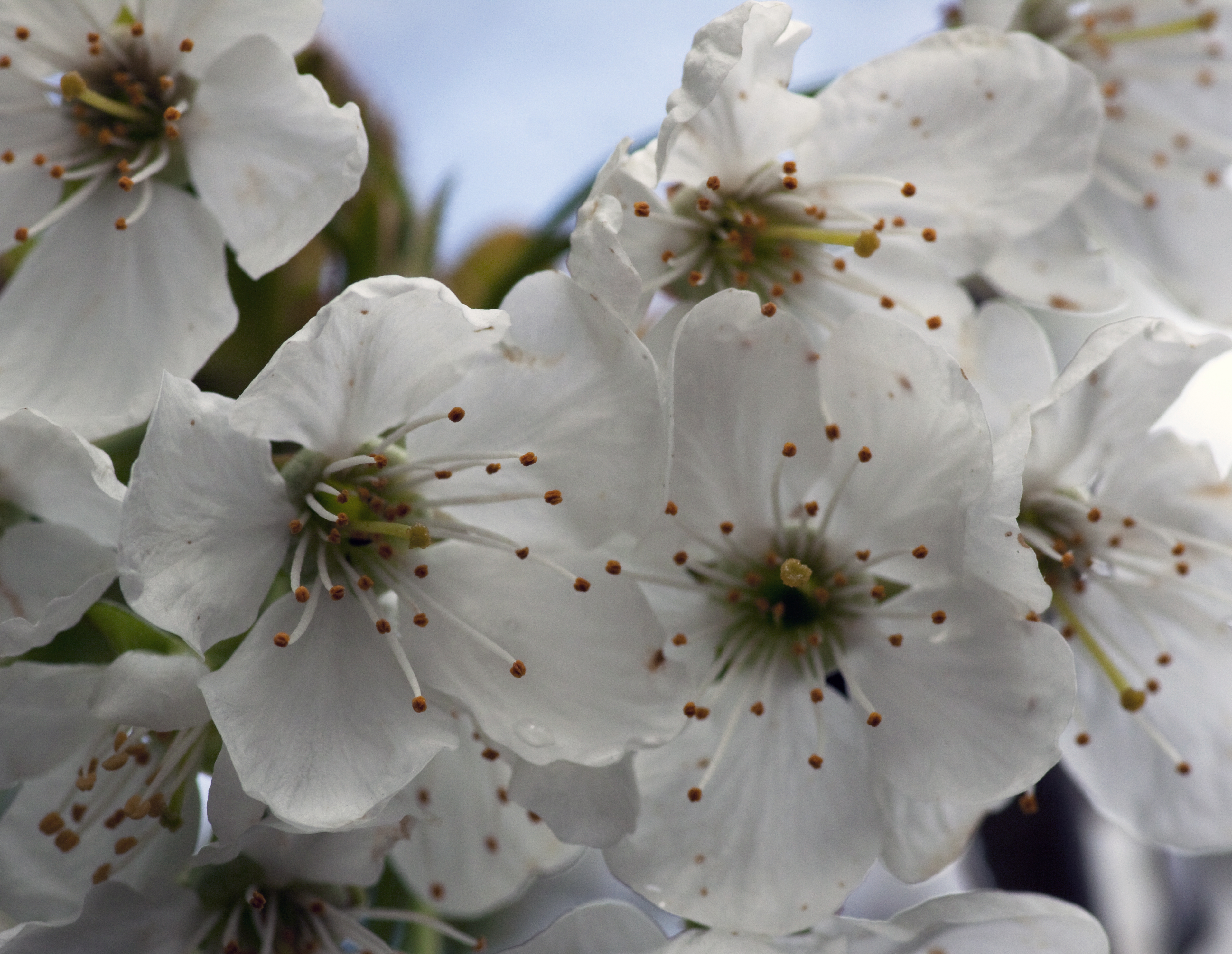 File:White Cherry Blossom (4551208506).jpg - Wikimedia Commons