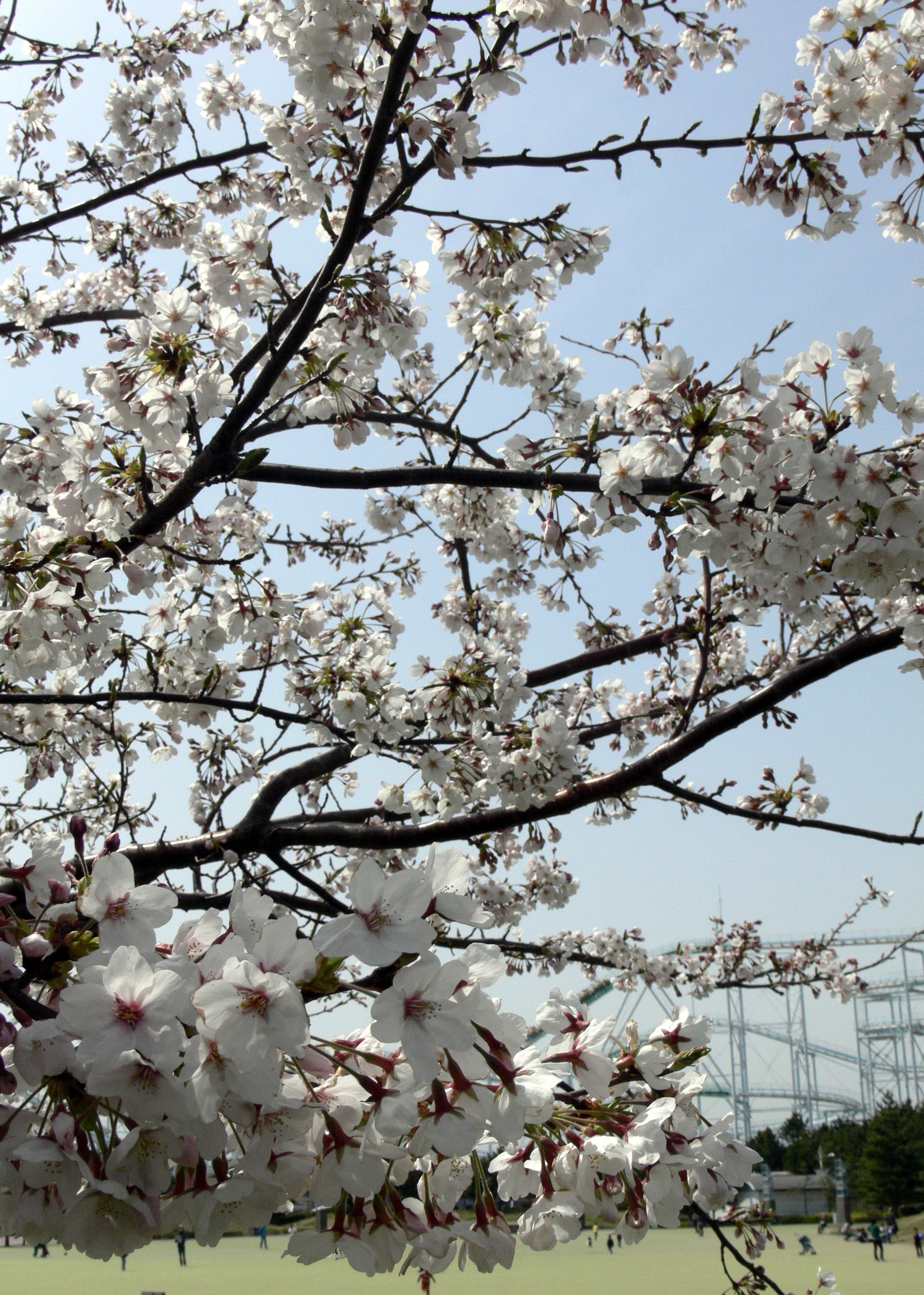 White cherry blossom flowers photo