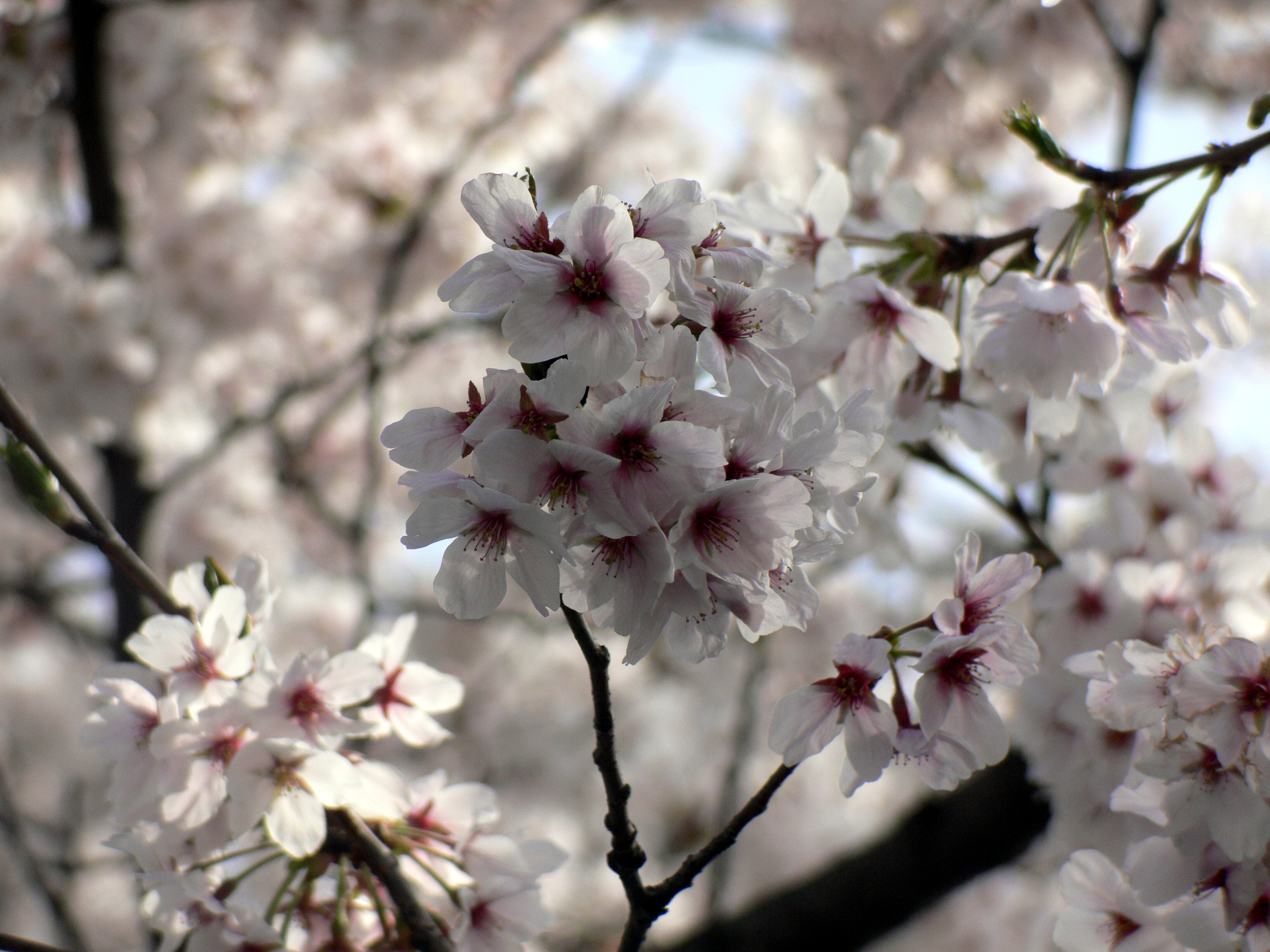 White cherry blossom flowers photo