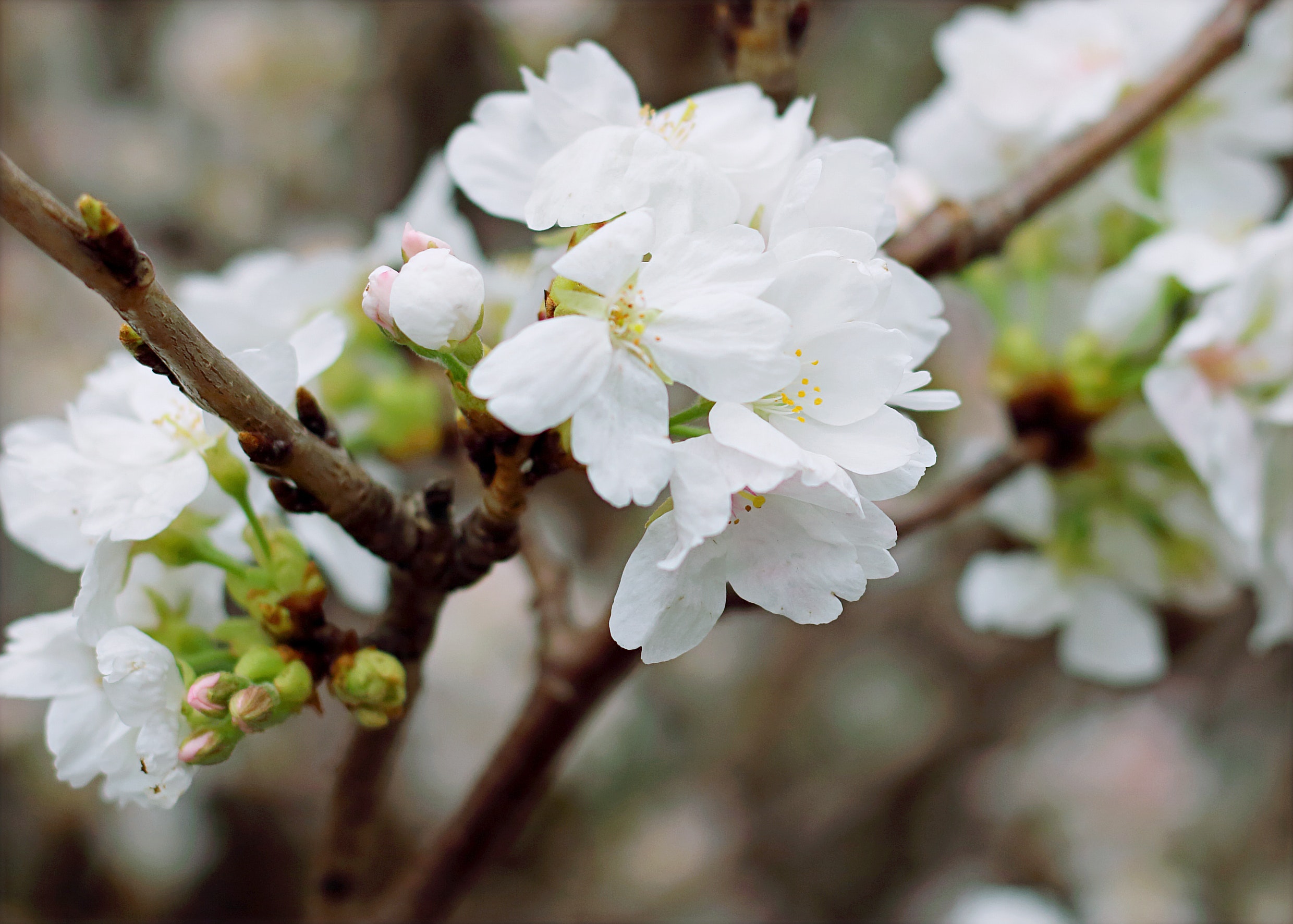 White cherry blossoms photo