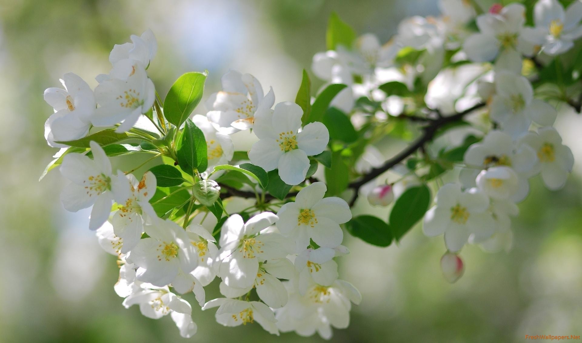 White cherry blossoms wallpapers | Freshwallpapers