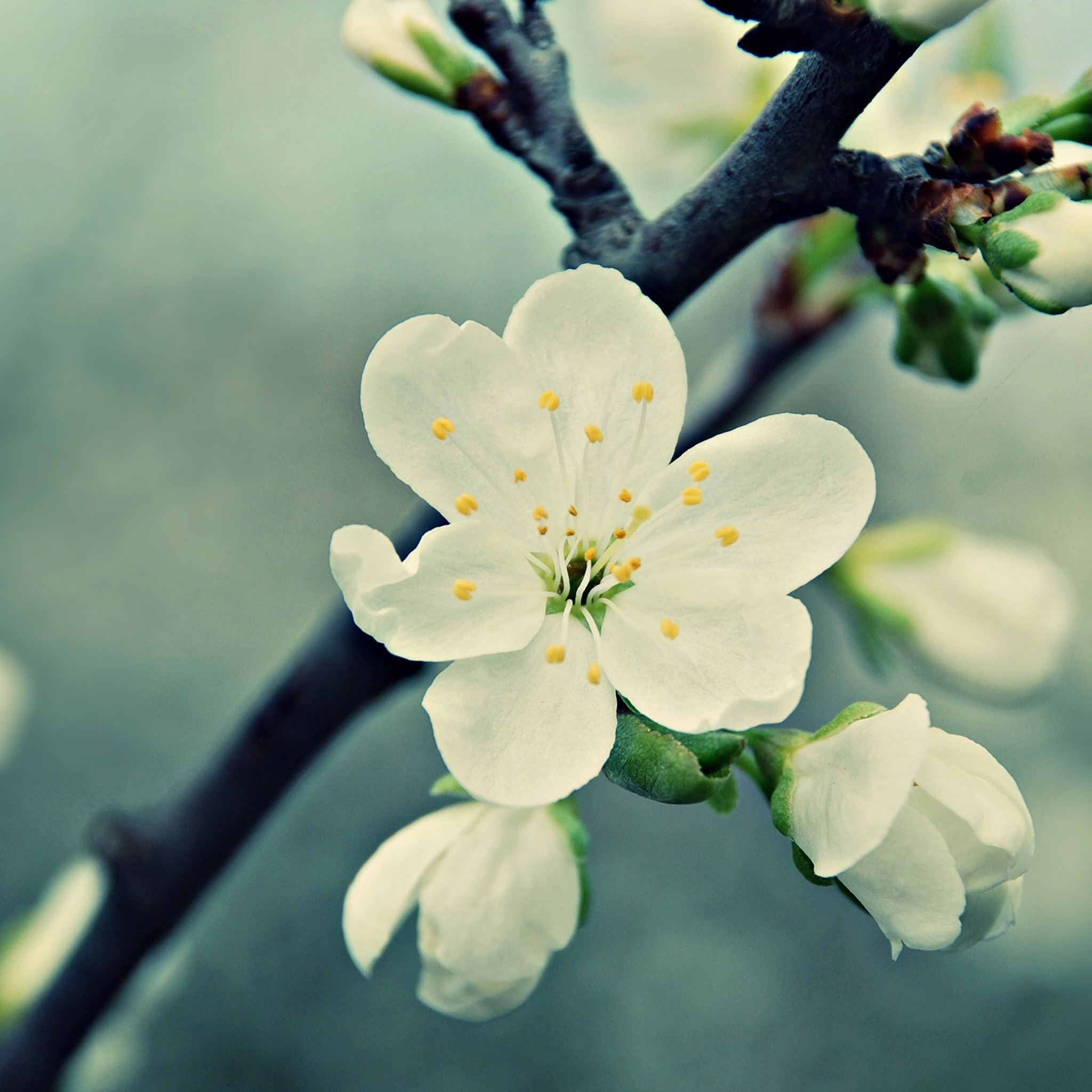 FREEIOS7 | white-cherry-blossom - parallax HD iPhone iPad wallpaper