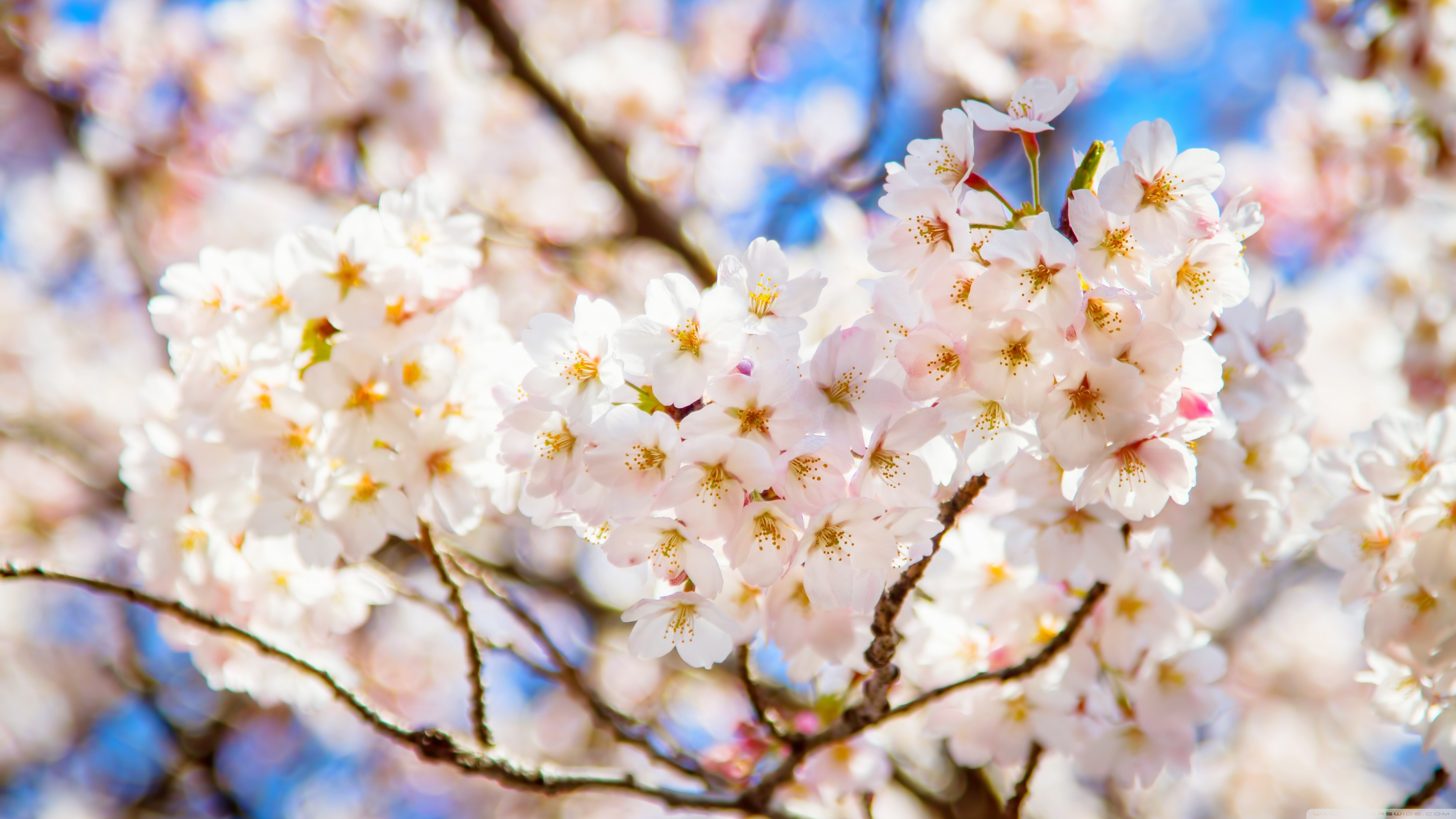 White Cherry Blossoms ❤ 4K HD Desktop Wallpaper for 4K Ultra HD TV ...