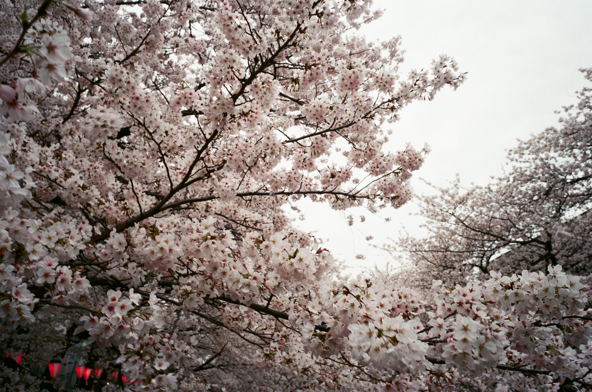 Photos of Japan's cherry blossoms turning from white to pink | Metro ...