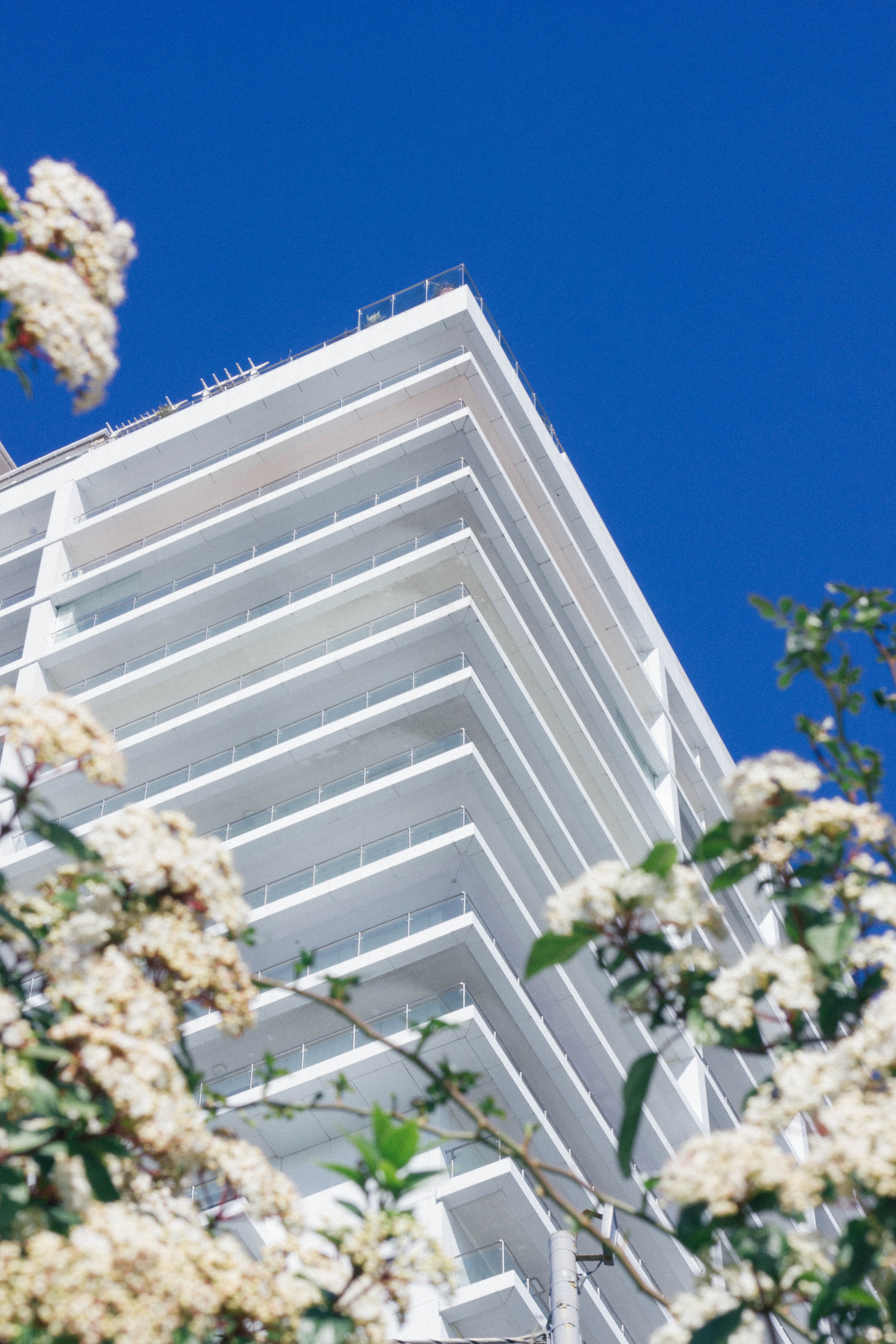 White cherry blossoms beside high-rise building photo