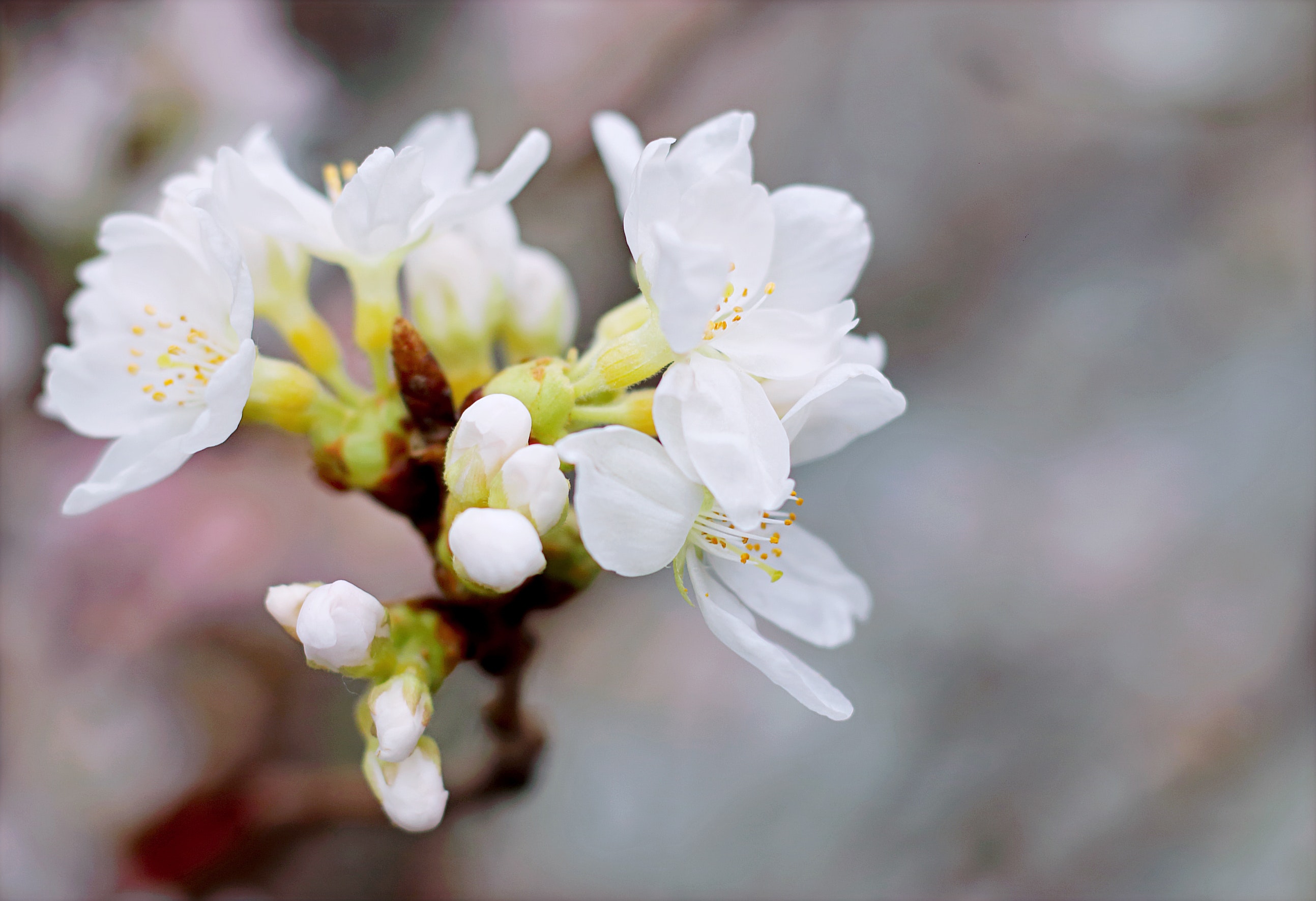 White cherry blossoms in bloom close-up photo