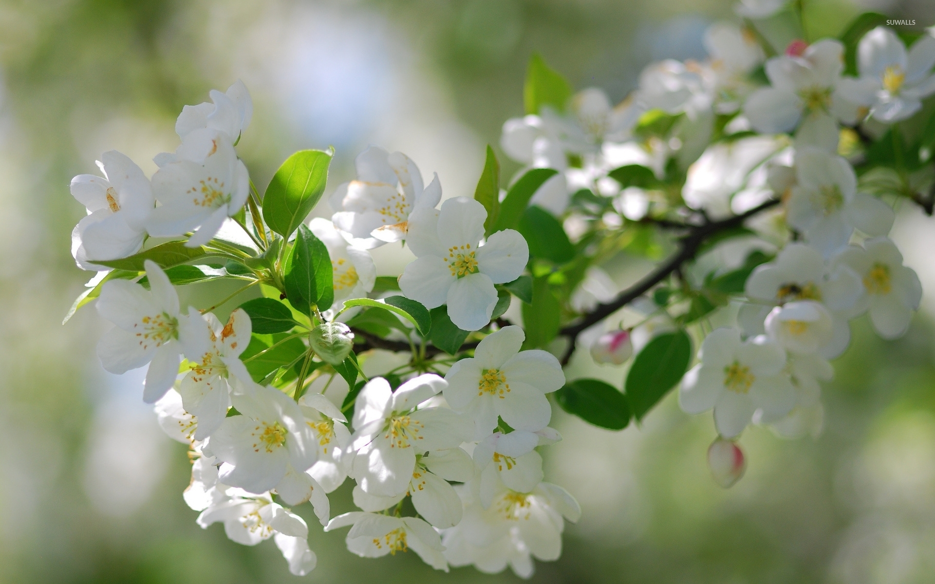White cherry blossoms wallpaper - Flower wallpapers - #36554