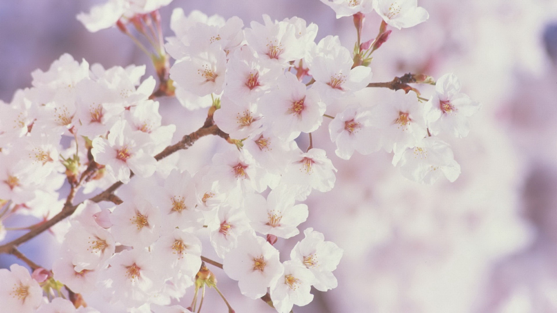 Download Cherry Blossoms White Fb Cover Facebook Cover - FB Covers Hub