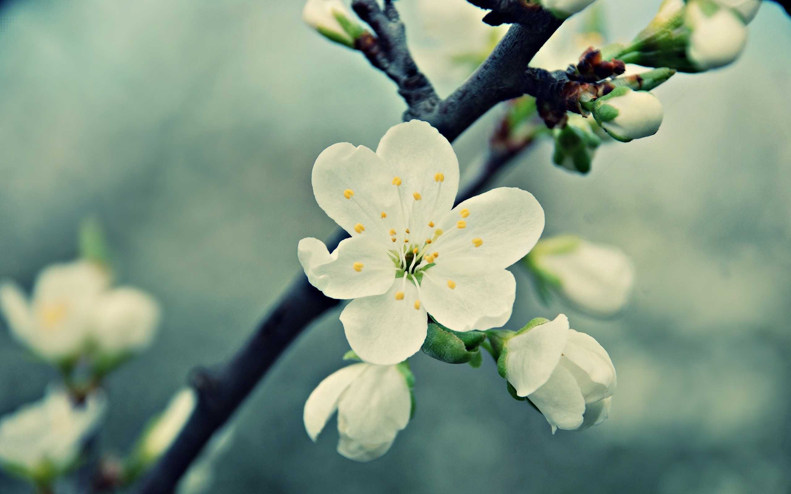 White Cherry Blossom 16348 #6906893