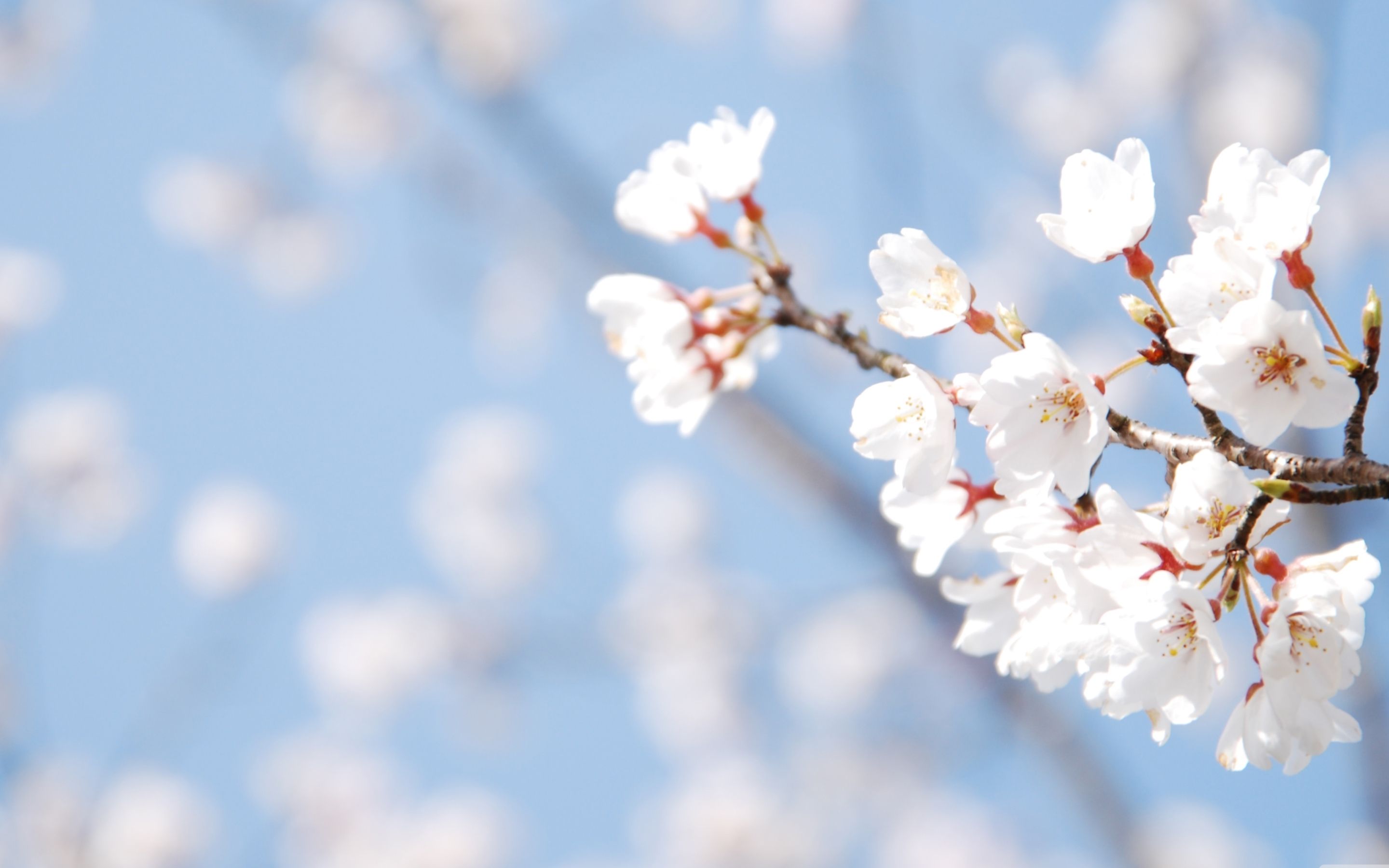 Flowers Wallpaper: White Cherry Blossoms Wallpaper High Resolution ...