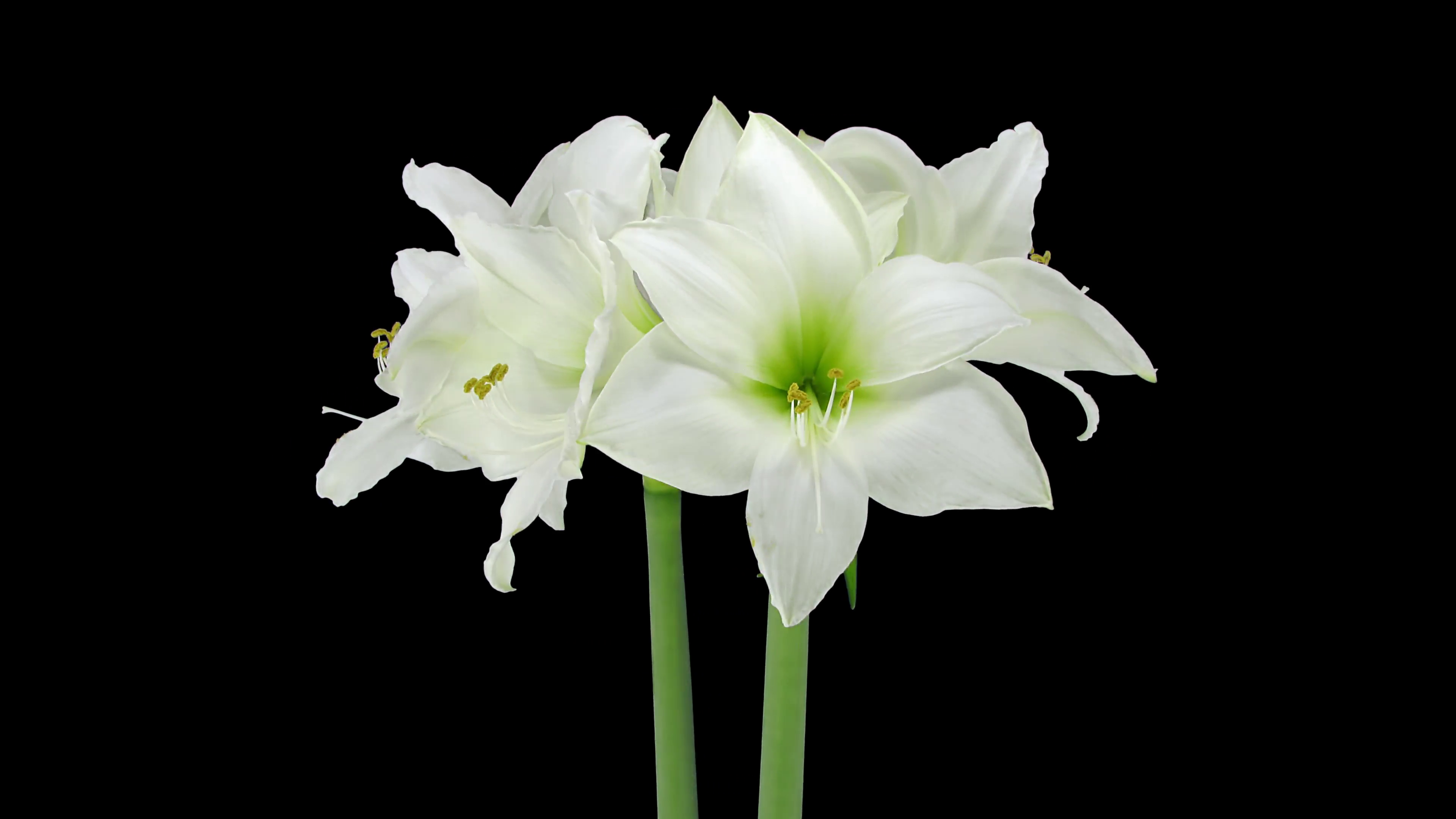 Time-lapse of growing, opening and rotating amaryllis “Arctic White ...