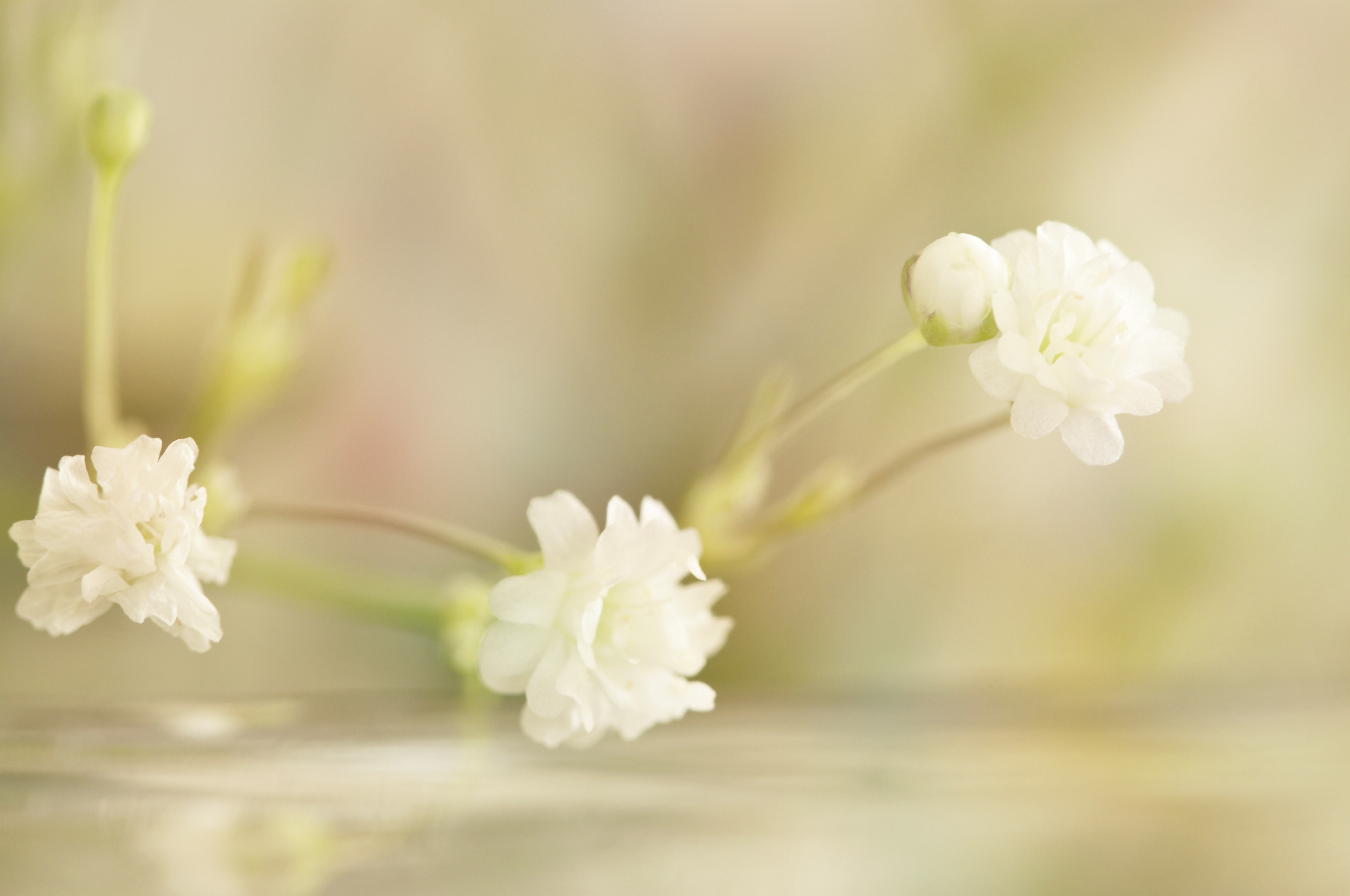 Download wallpaper 4288x2848 flowers, white, close-up, blurred hd ...