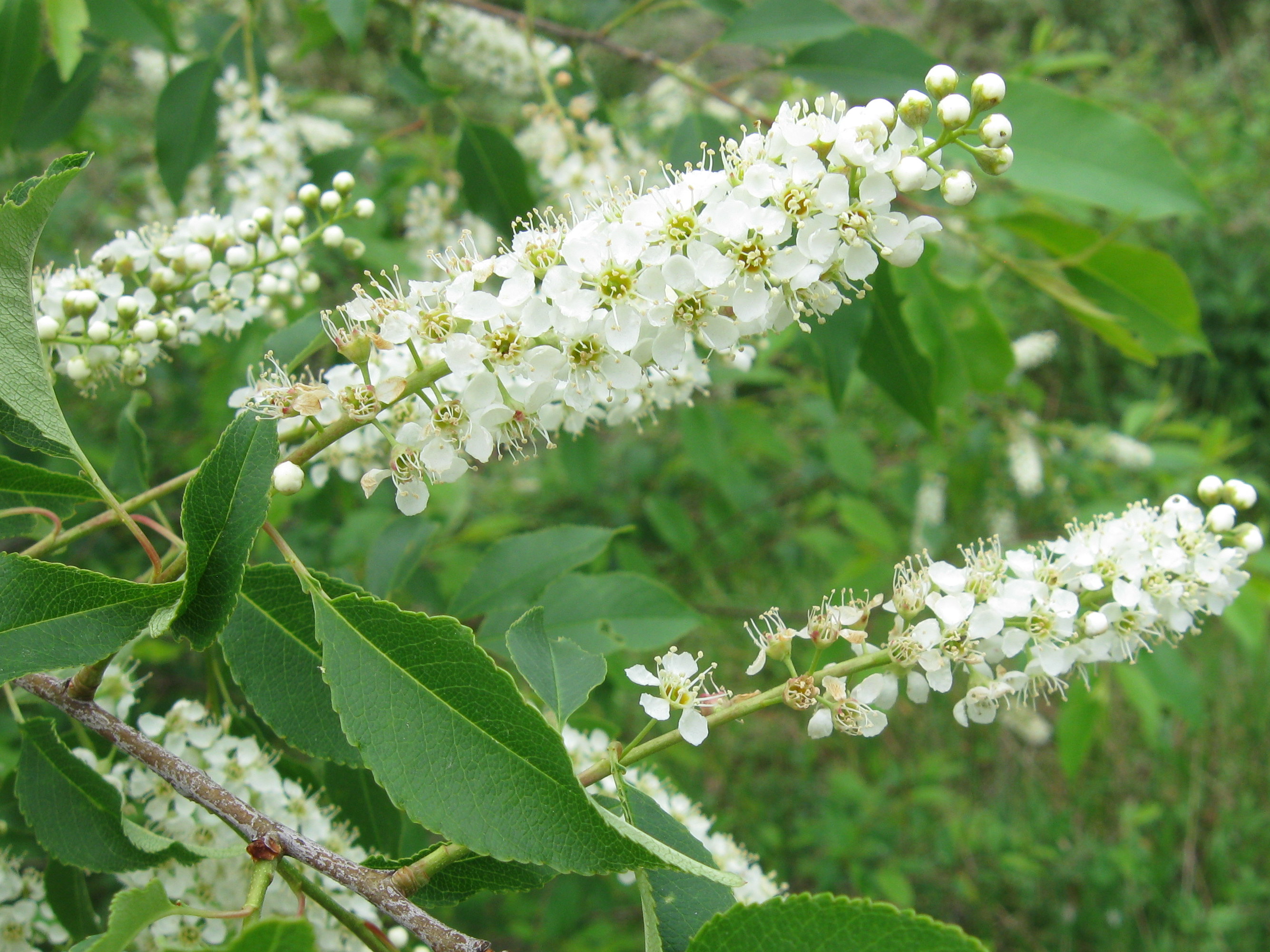 Tree With Small White Flower Clusters Images - Flower Decoration Ideas