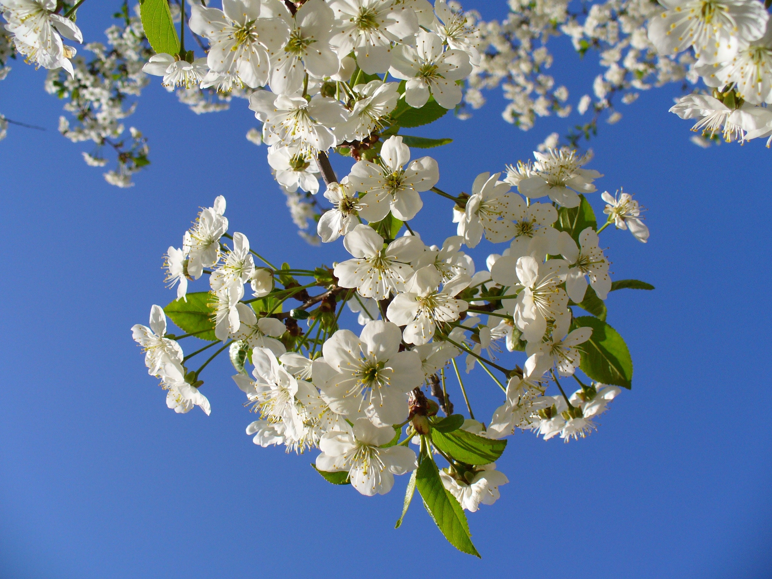 White clustered flower photo