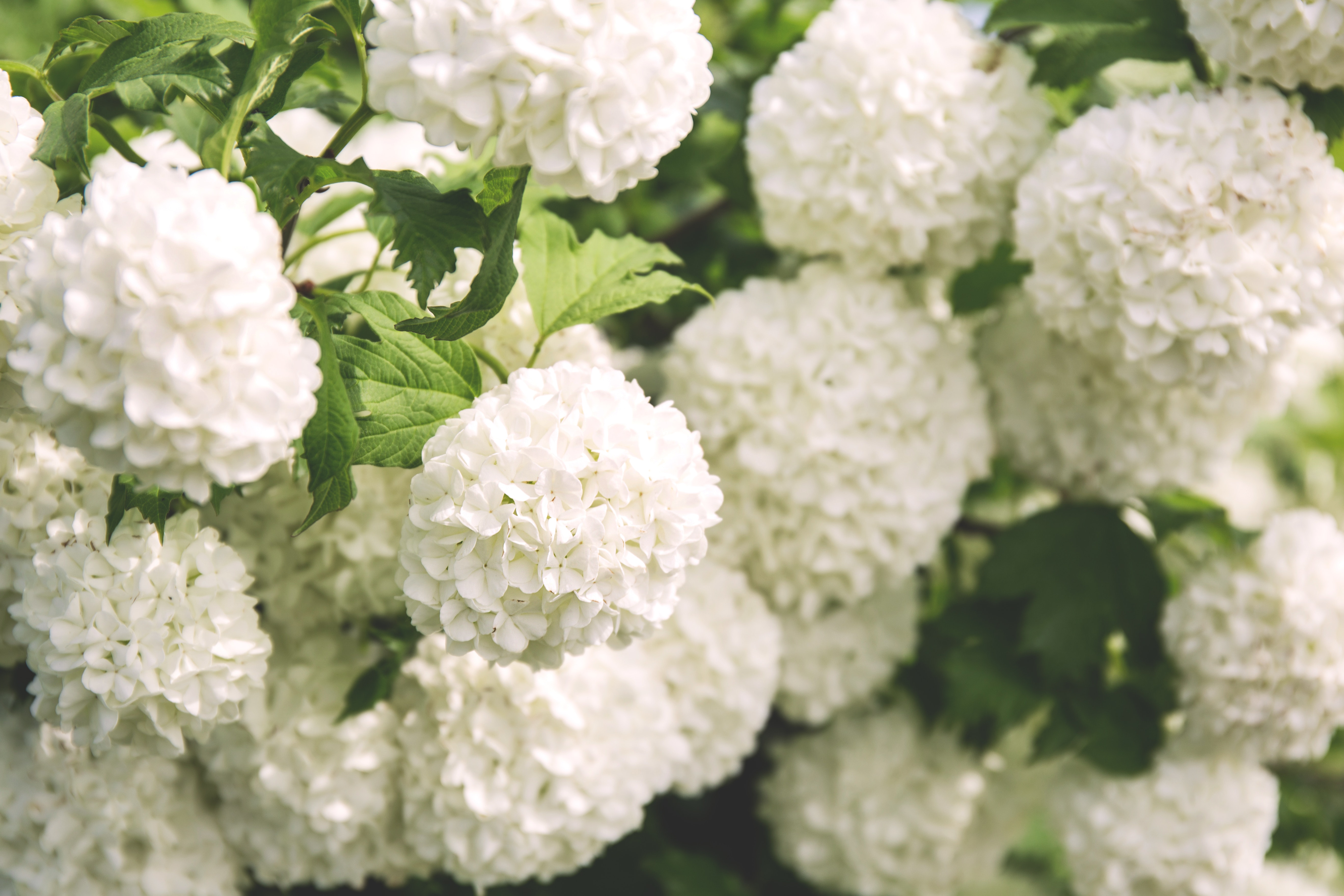 White clustered flowers with green leaves photo