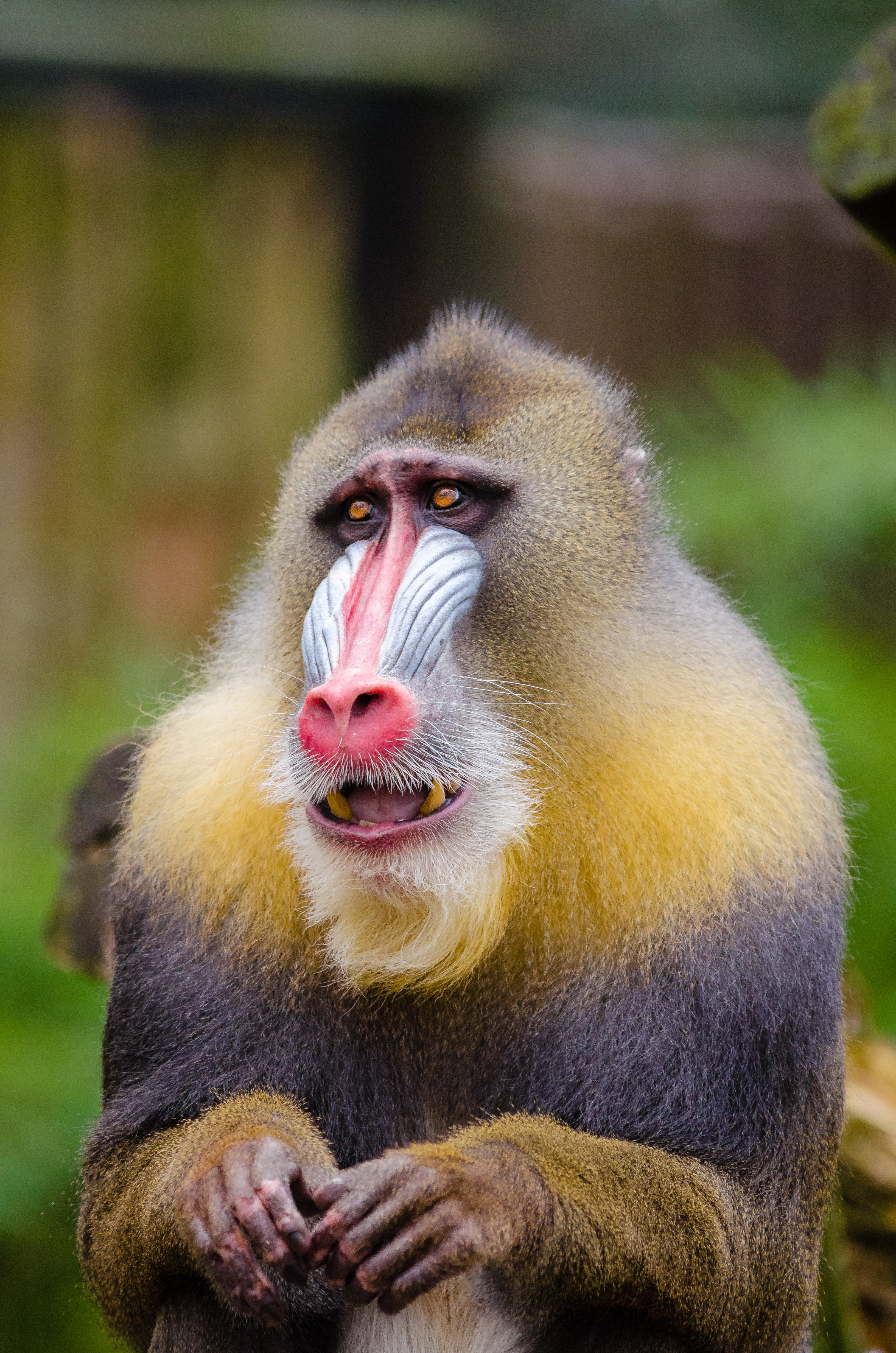 Yellow and Black Baboon · Free Stock Photo