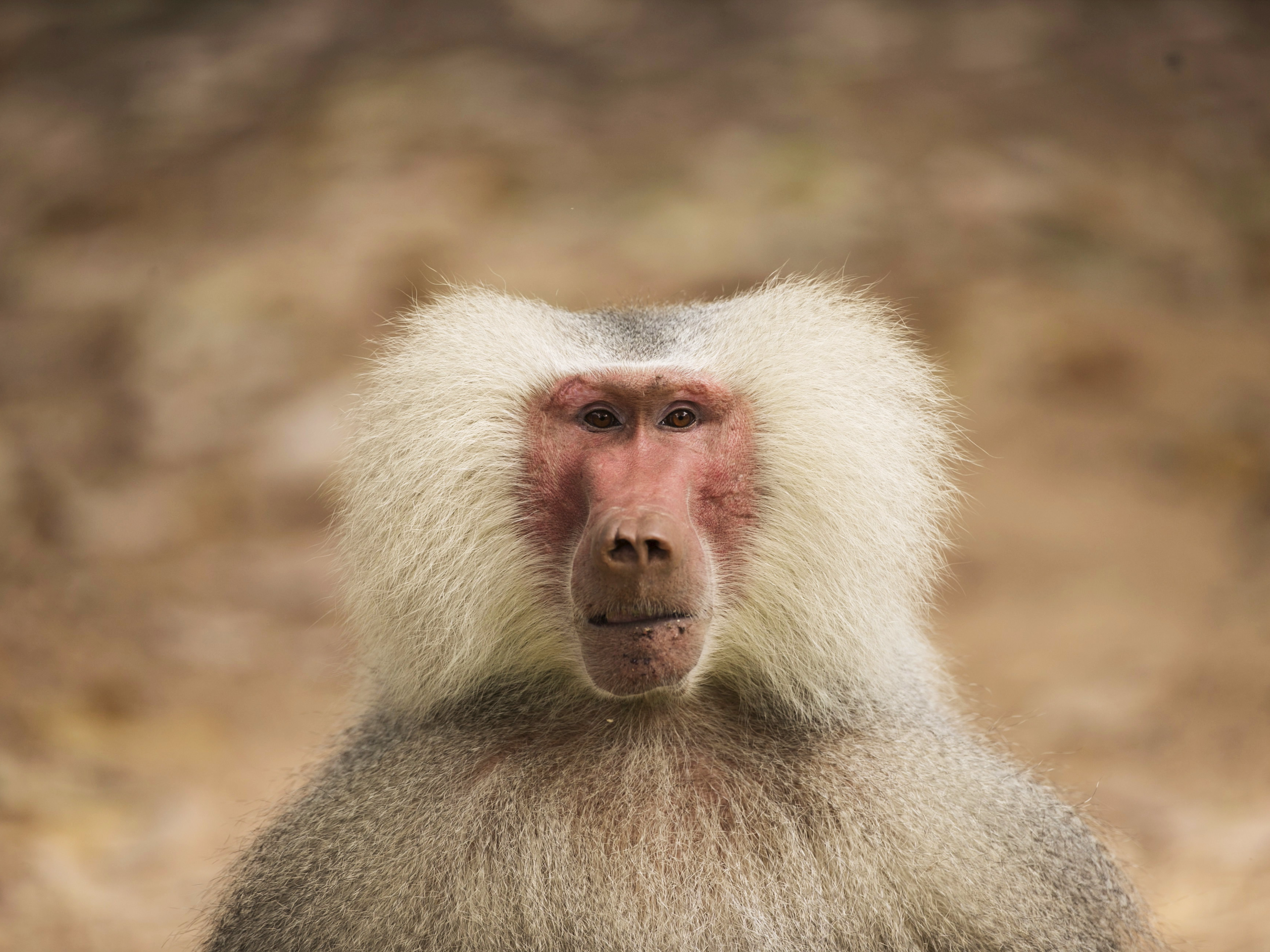 A baboon lived with a spare pig heart for 945 days - Business Insider