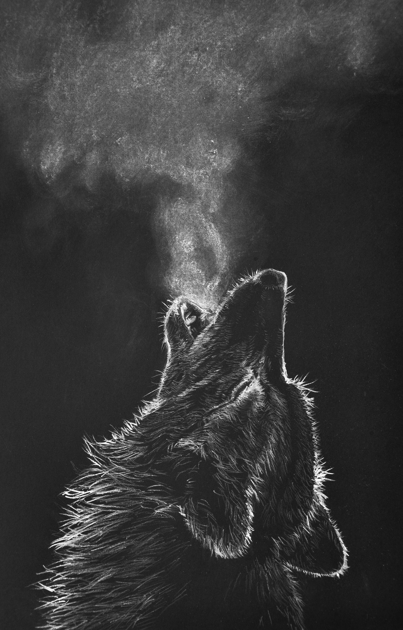 howling wolf | white color pencil drawing on black paper | **heidi ...