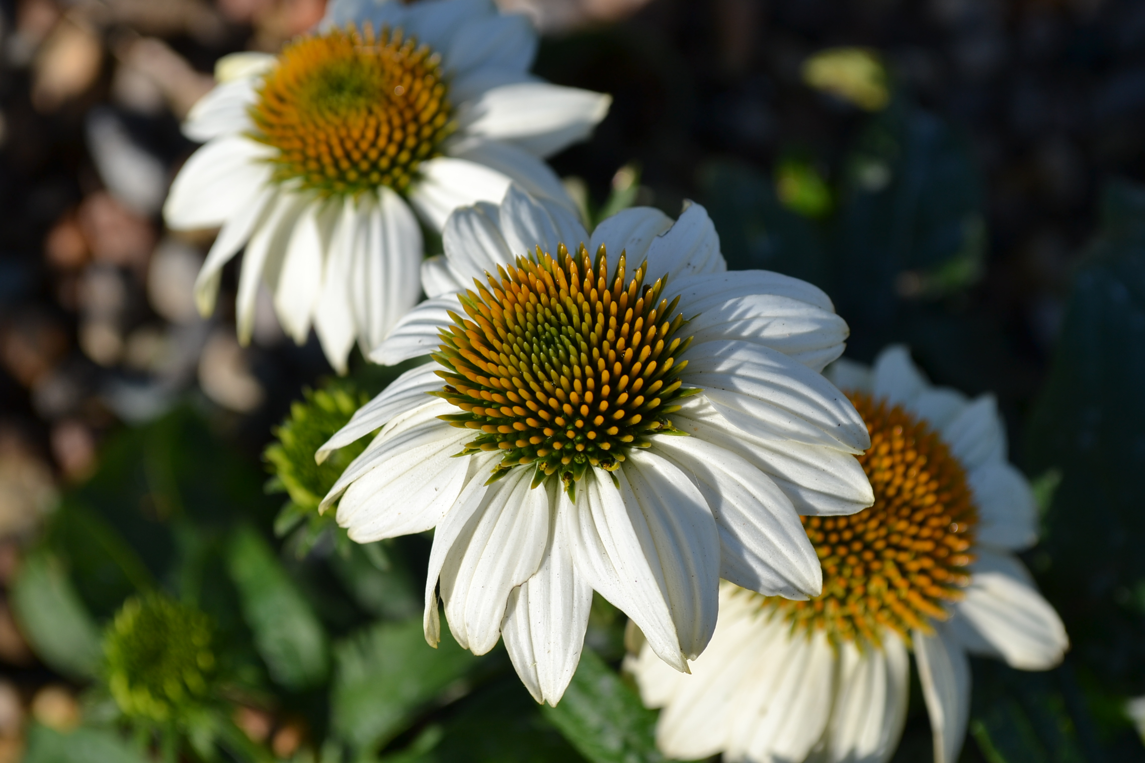 White Swan Coneflower Works Well in Butterfly Gardens and Landscapes.