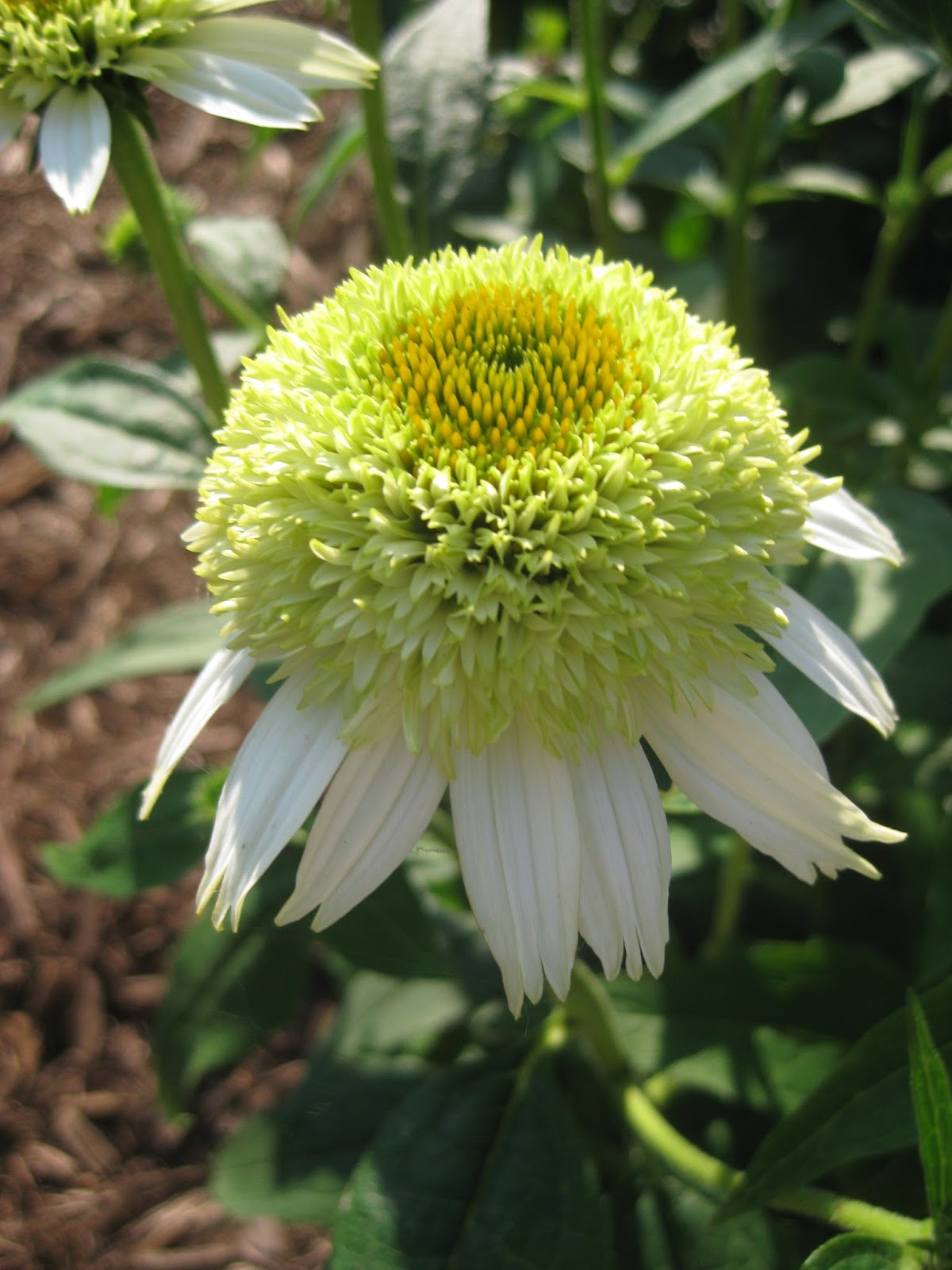 Rotary Botanical Gardens - Hort Blog: White Coneflowers