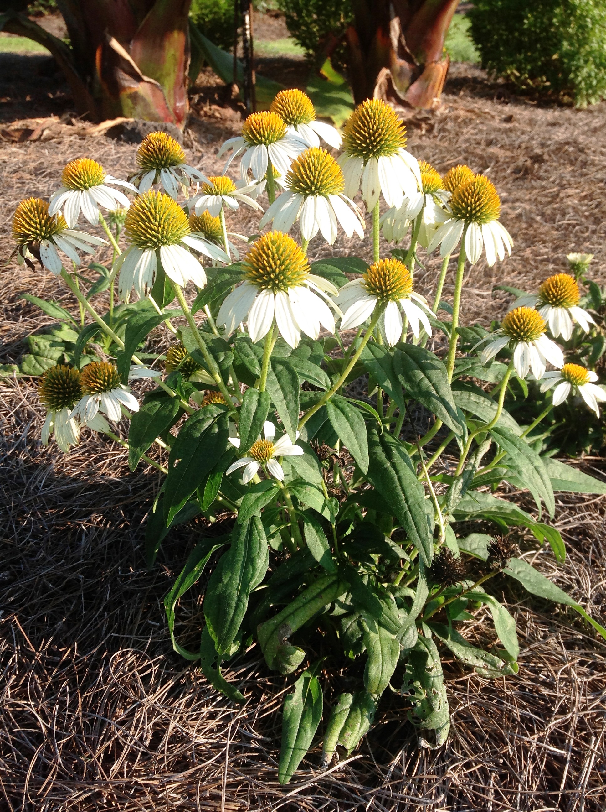 Echinacea named perennial of the year - LSU AgCenter