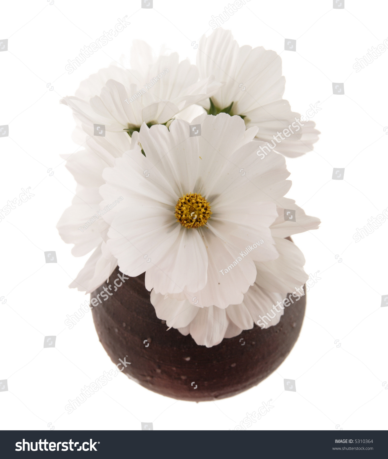 White Cosmea Cosmos Flowers Small Round Stock Photo (Royalty Free ...