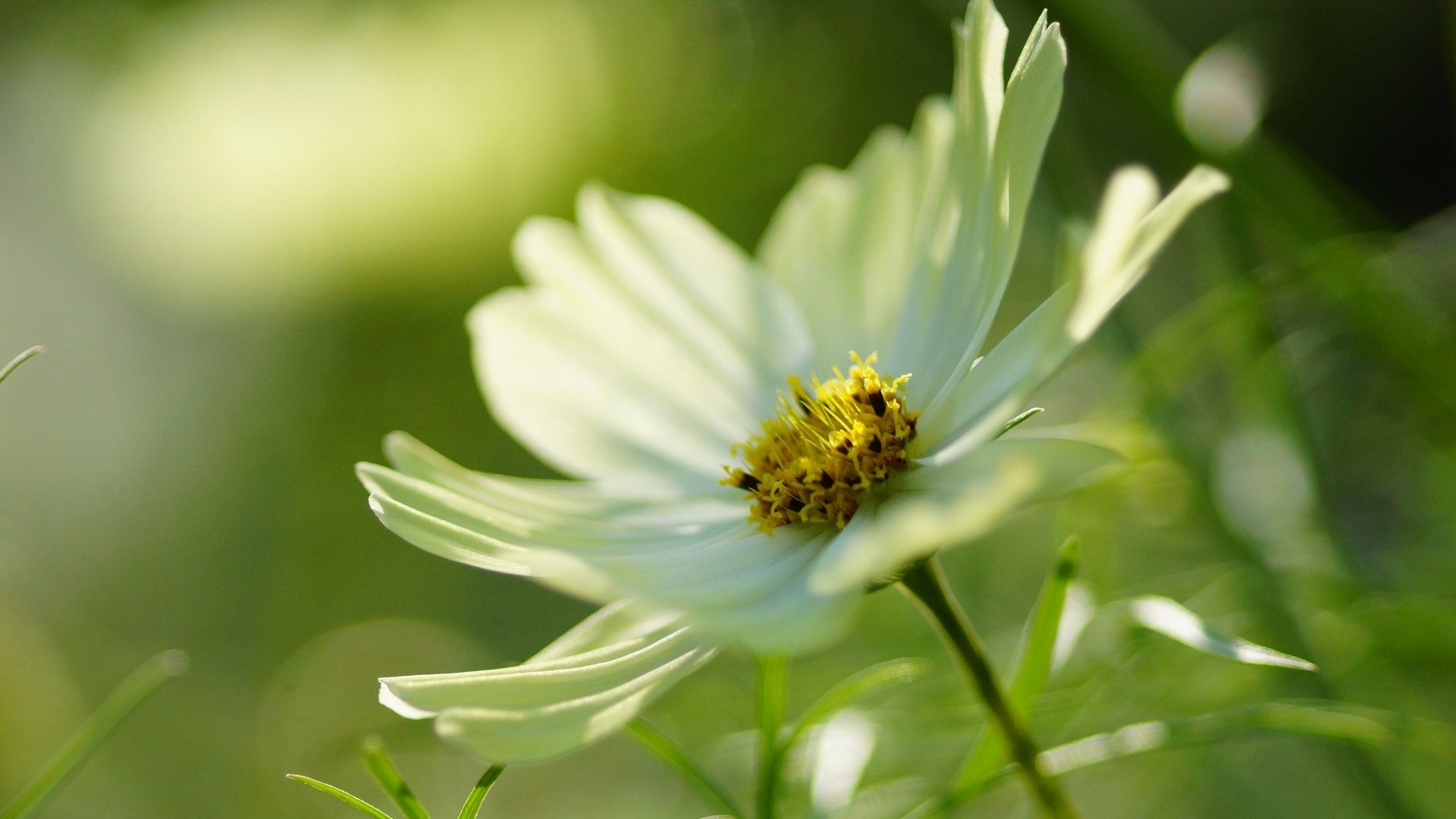 Flowers: White Cosmos Flower Nature Full HD for HD 16:9 High ...